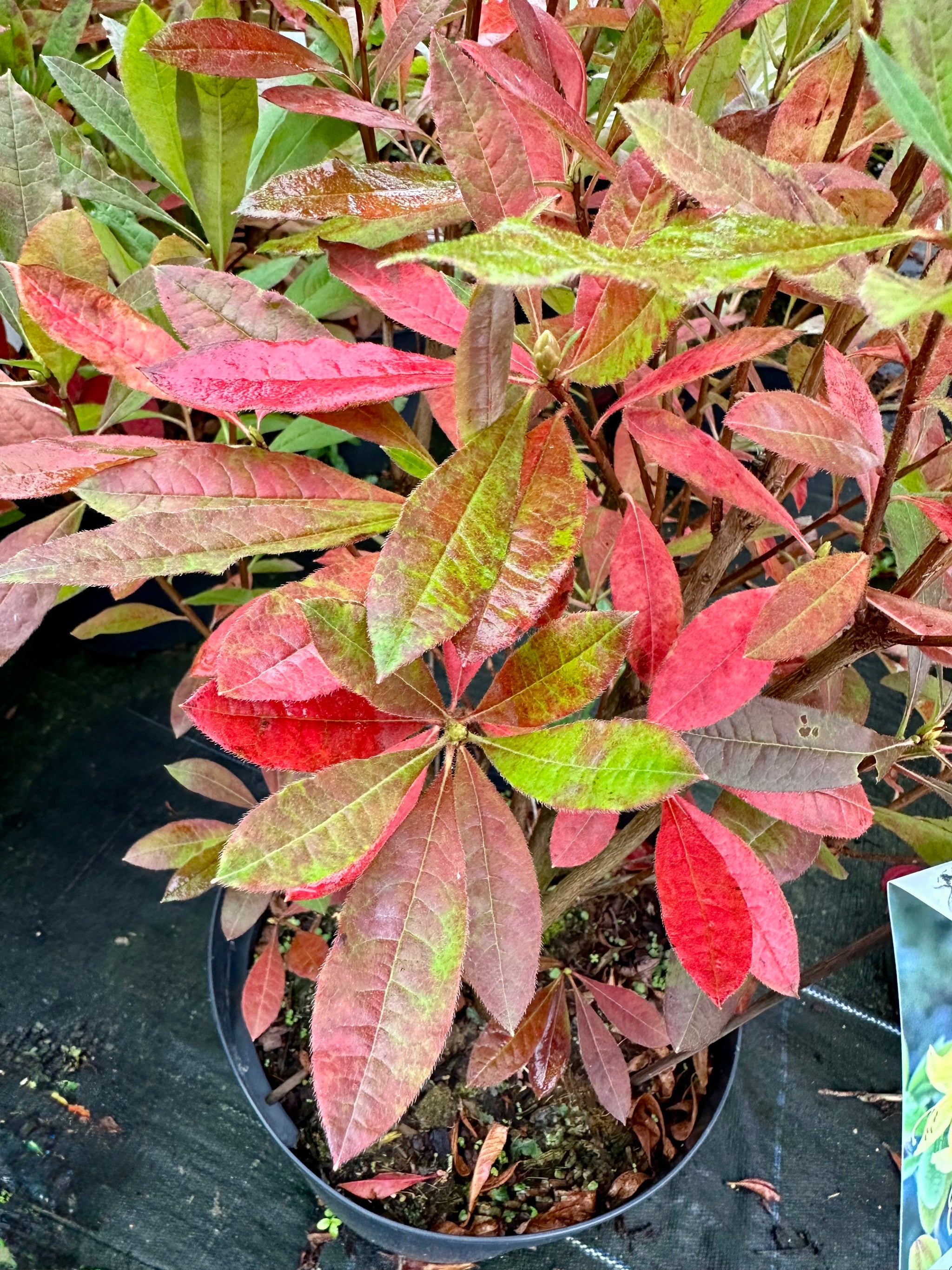 Azalea Knaphill Luteum - 10Litre - IMP25
