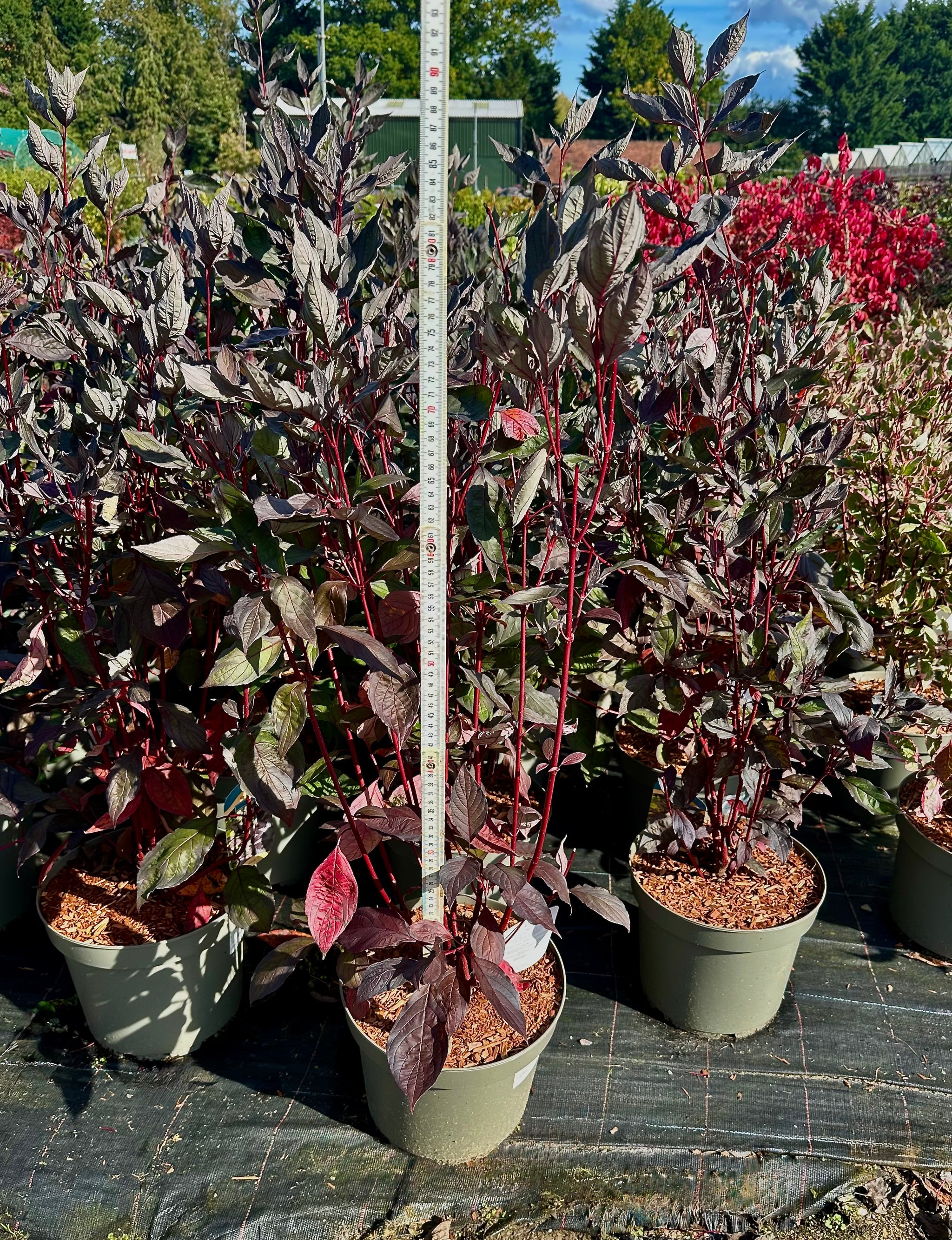 Cornus alba ‘Nightfall’ - 7.5 Litre