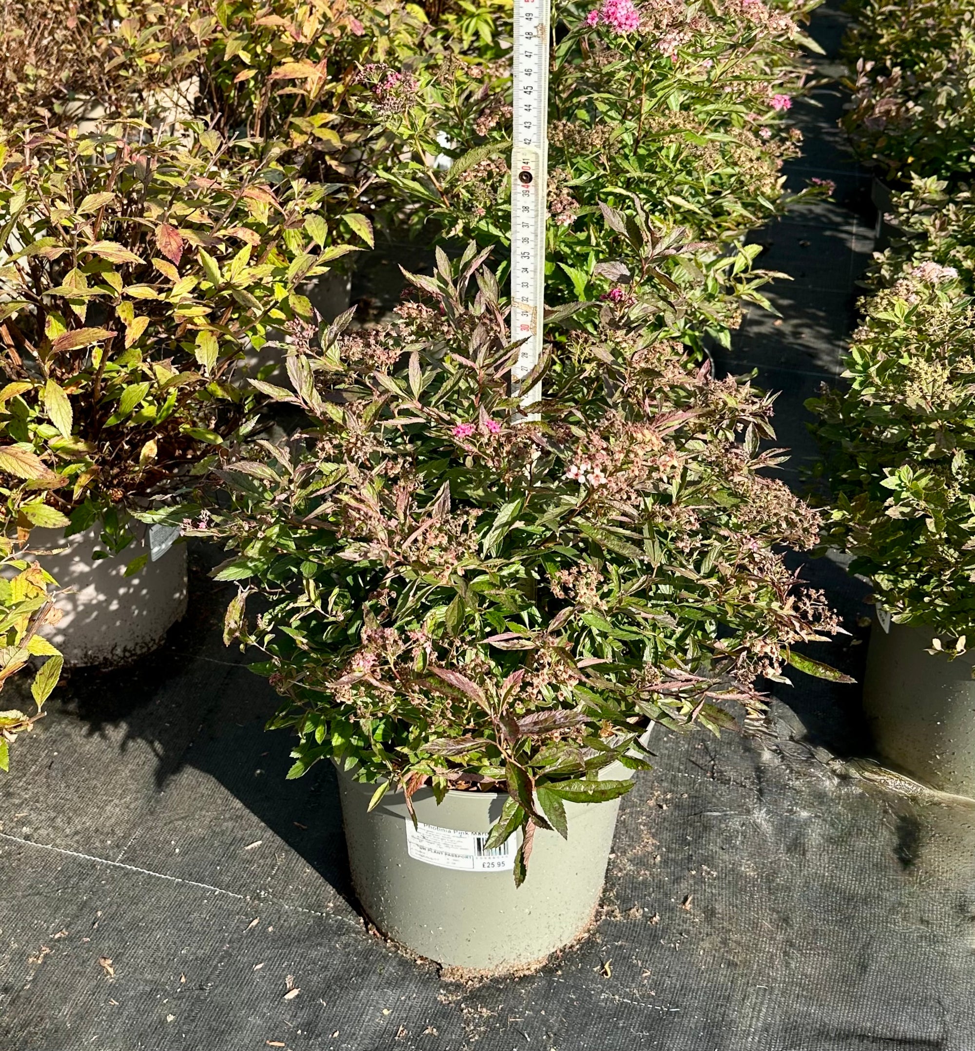 Spirea japonica ‘Little Princess’ - 7.5Litre