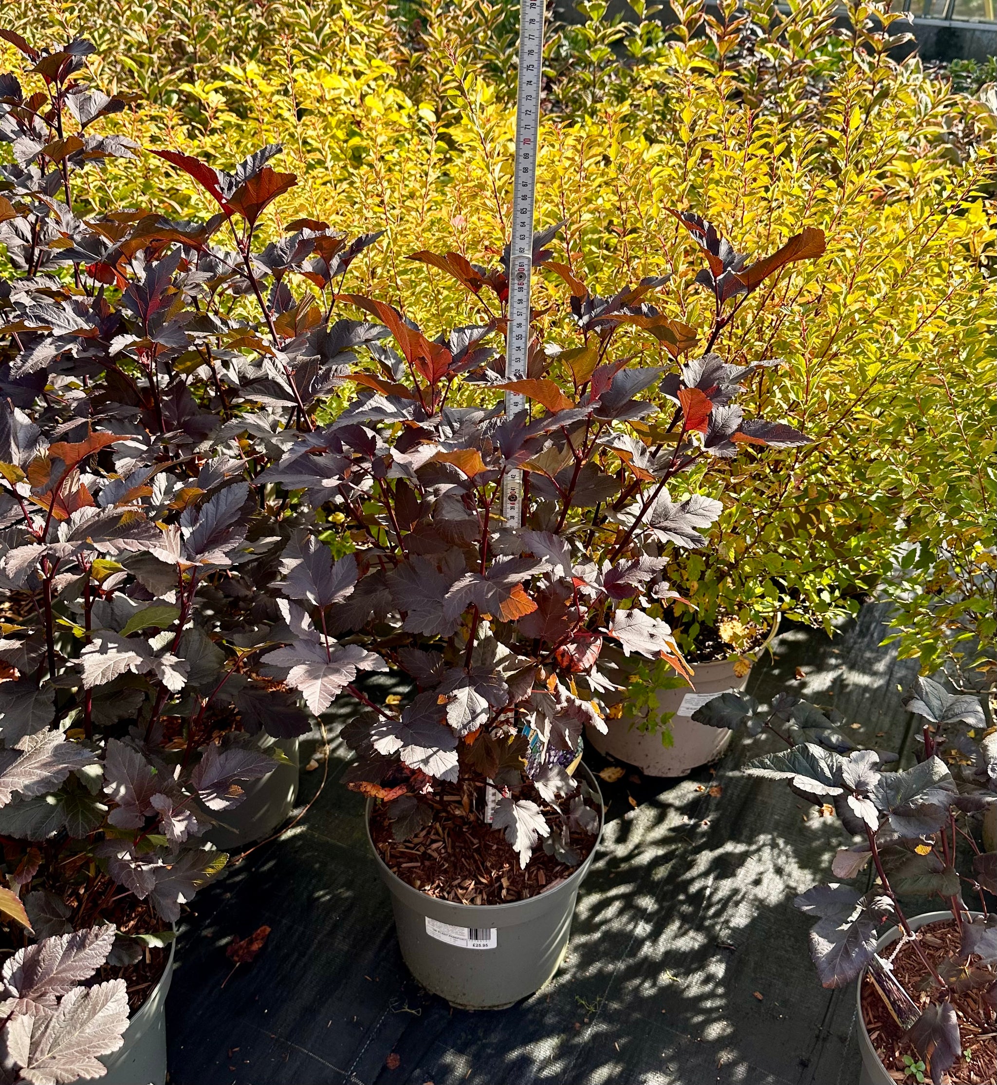 Physocarpus opulifolius ‘Diabolo’ - 7.5 Litre