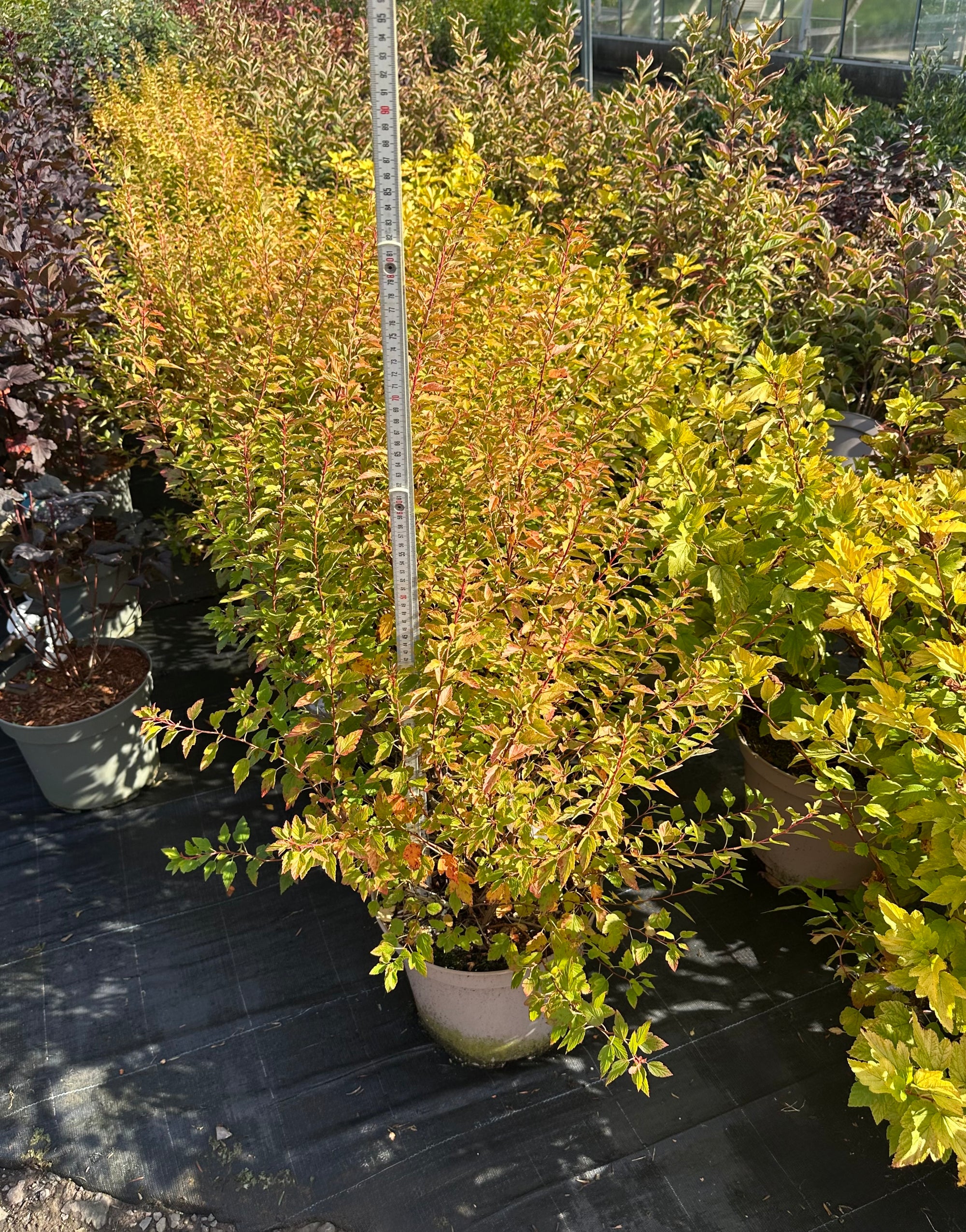 Physocarpus opulifolius 'Raspberry Lemonade' - 7.5Litre