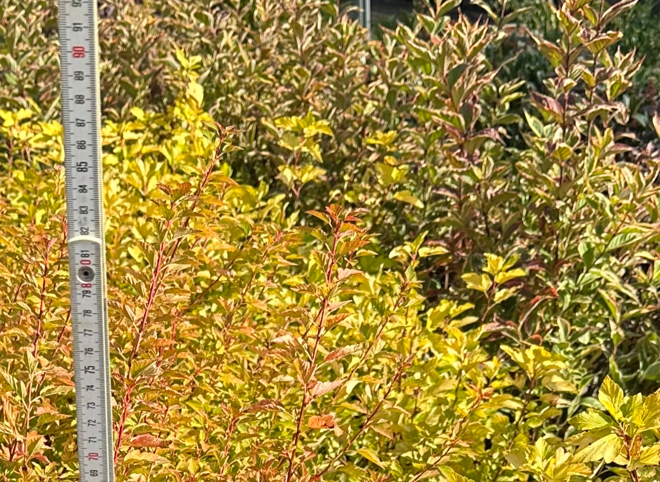 Physocarpus opulifolius 'Raspberry Lemonade' - 7.5Litre