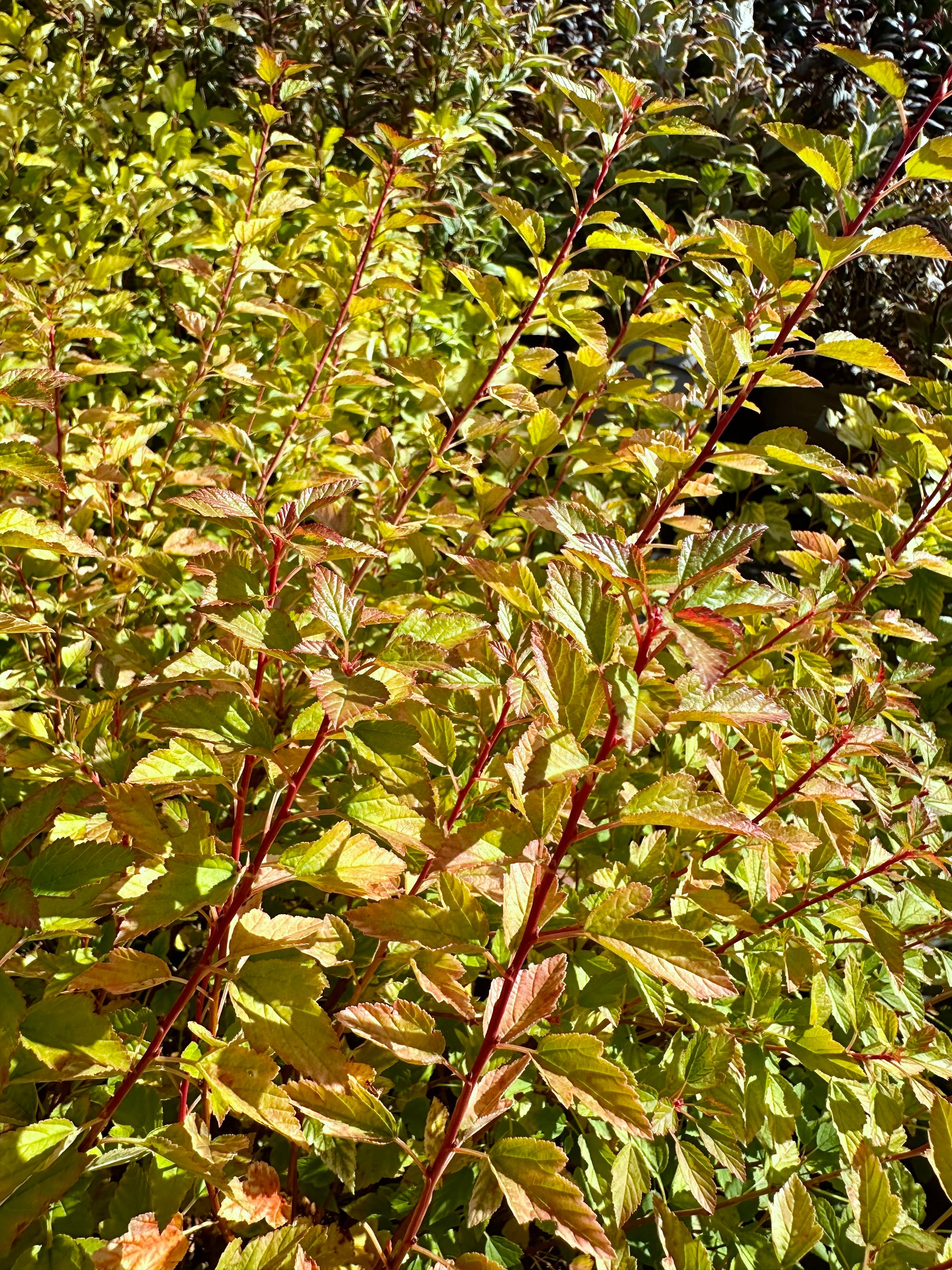 Physocarpus opulifolius 'Raspberry Lemonade' - 7.5Litre