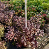 Weigela ‘Minor Black’ - 7.5Litre