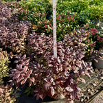 Weigela ‘Minor Black’ - 7.5Litre