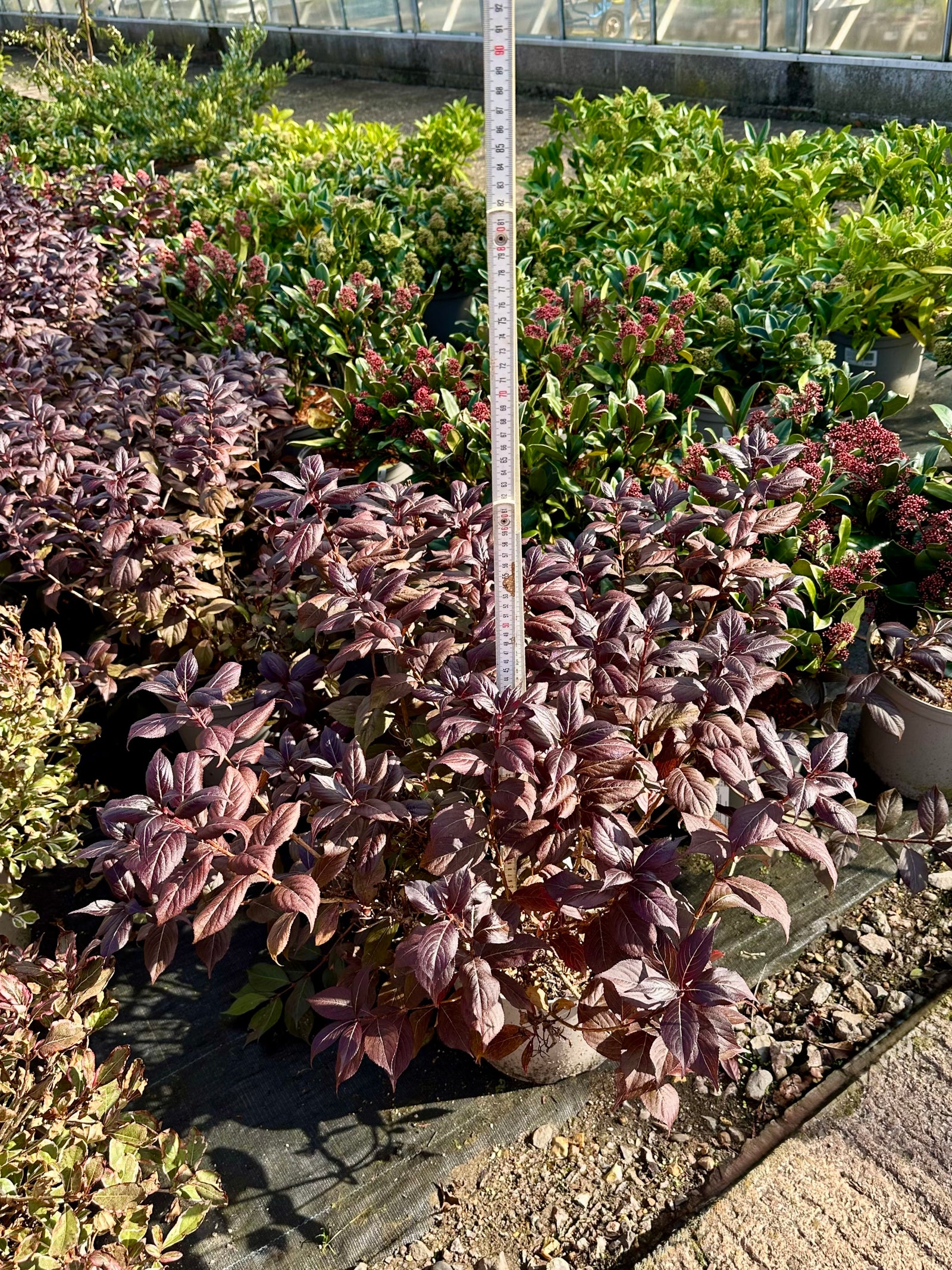 Weigela ‘Minor Black’ - 7.5Litre