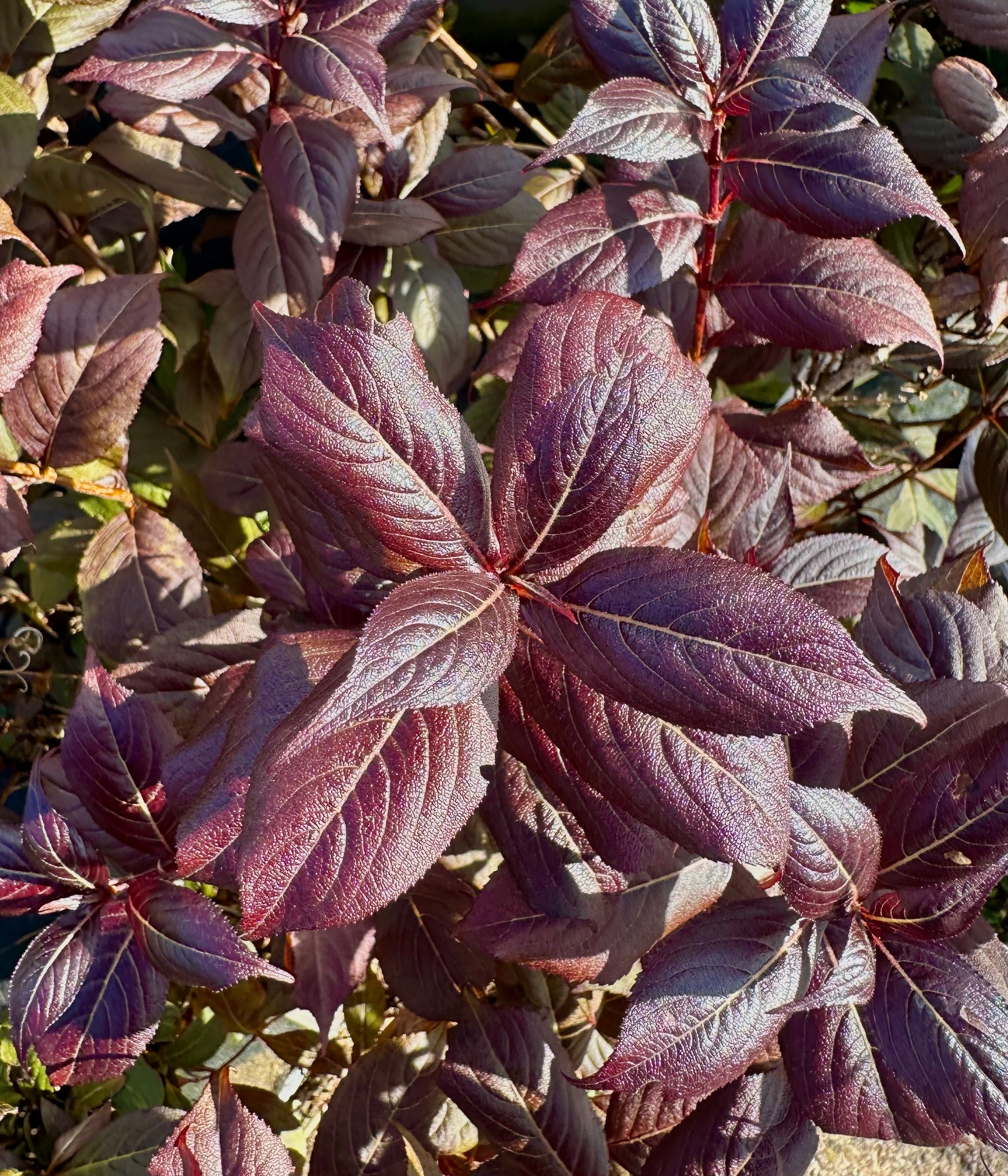 Weigela ‘Minor Black’ - 7.5Litre