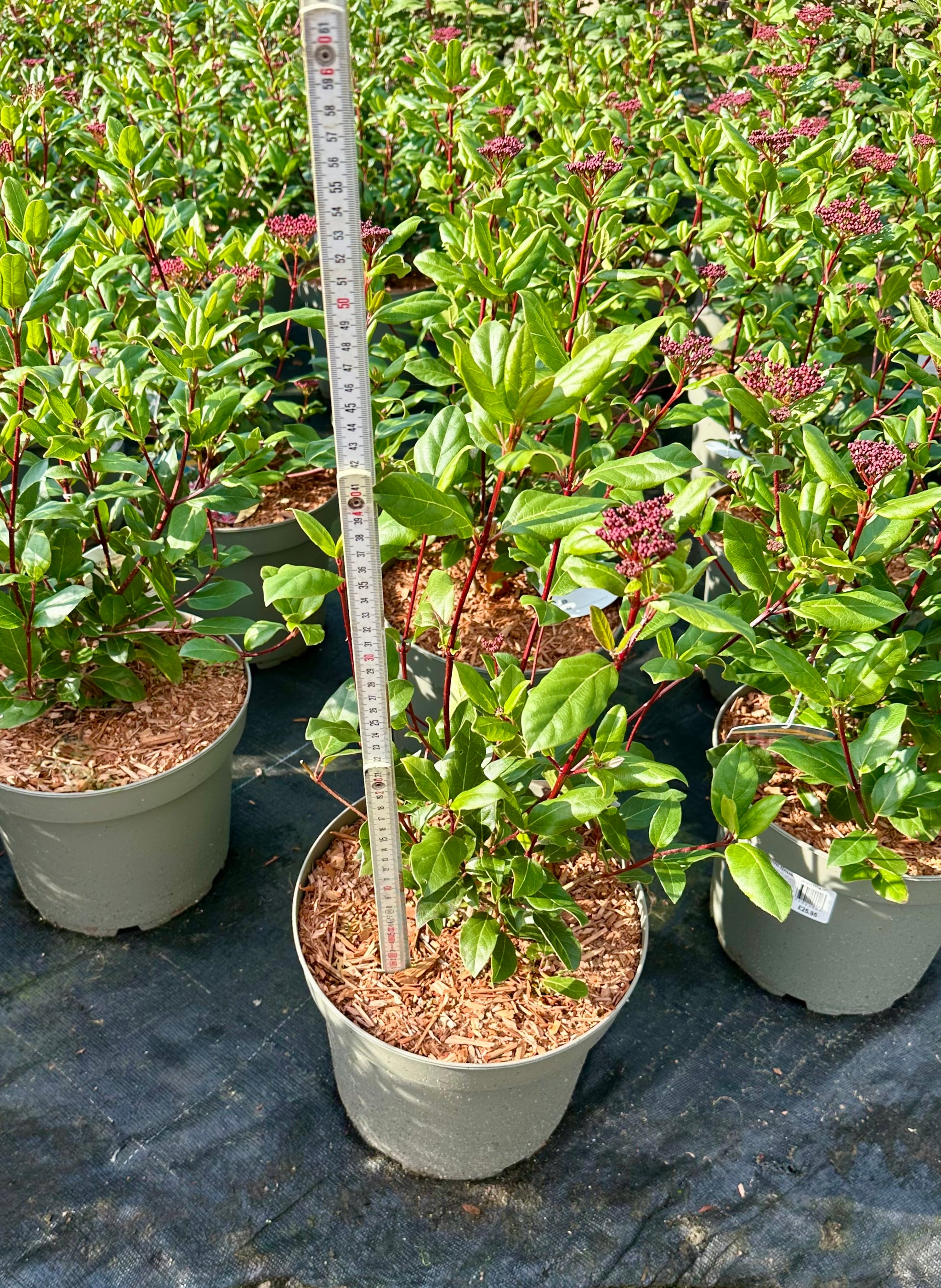 Viburnum tinus ‘Gwenllian’ - 7.5 Litre