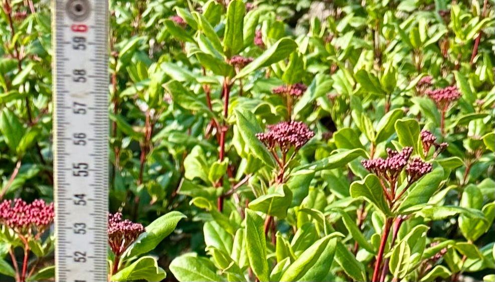 Viburnum tinus ‘Gwenllian’ - 7.5 Litre