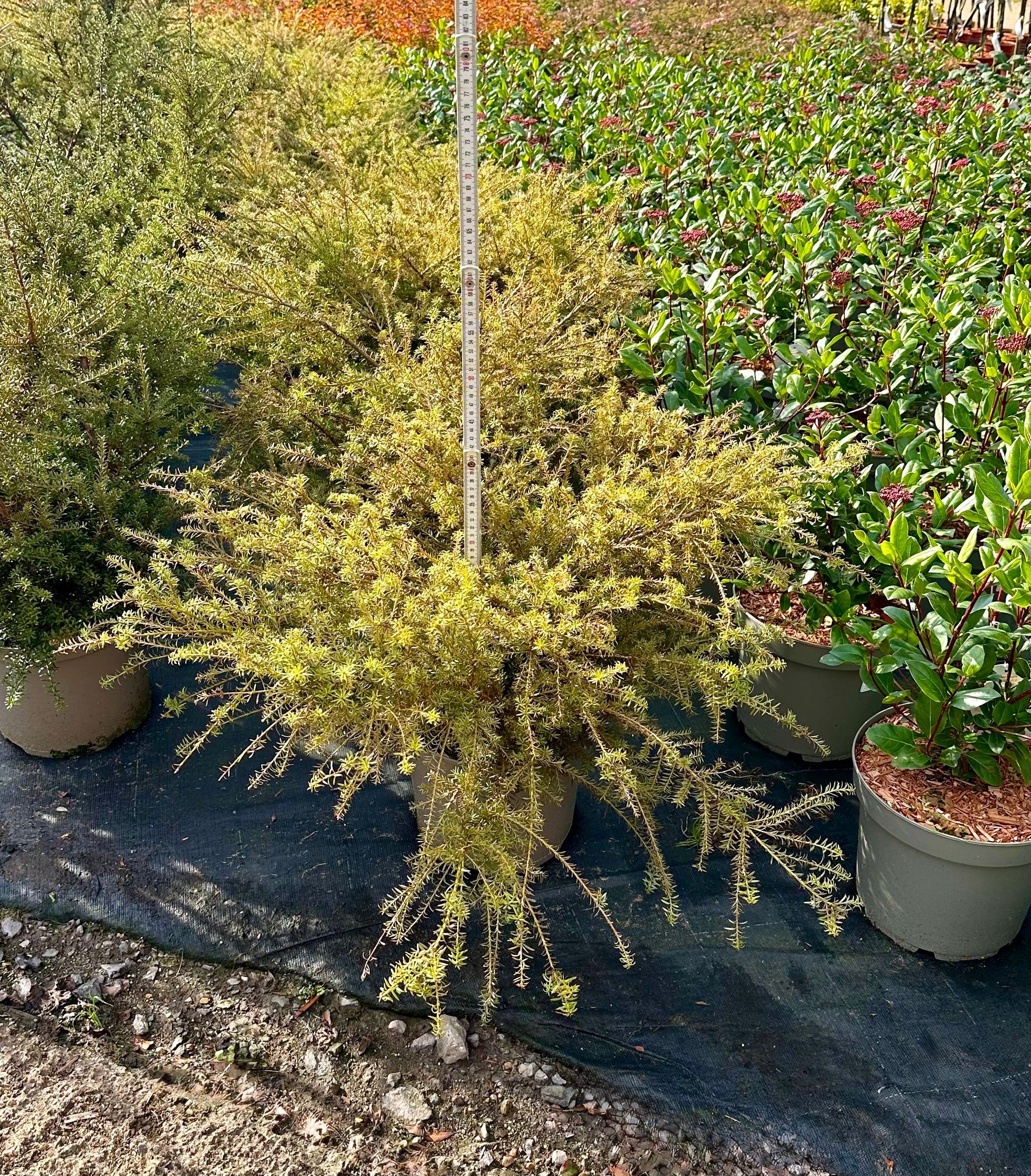 Podocarpus 'County Park Fire' - 7.5Litre