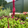 Persicaria (Bistorta) affinis ‘Dark Red’ - 2 Litre