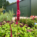 Persicaria (Bistorta) affinis ‘Dark Red’ - 2 Litre
