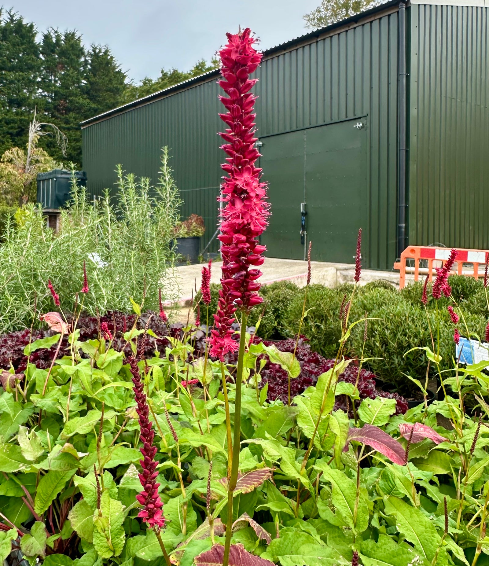 Persicaria (Bistorta) affinis ‘Dark Red’ - 2 Litre