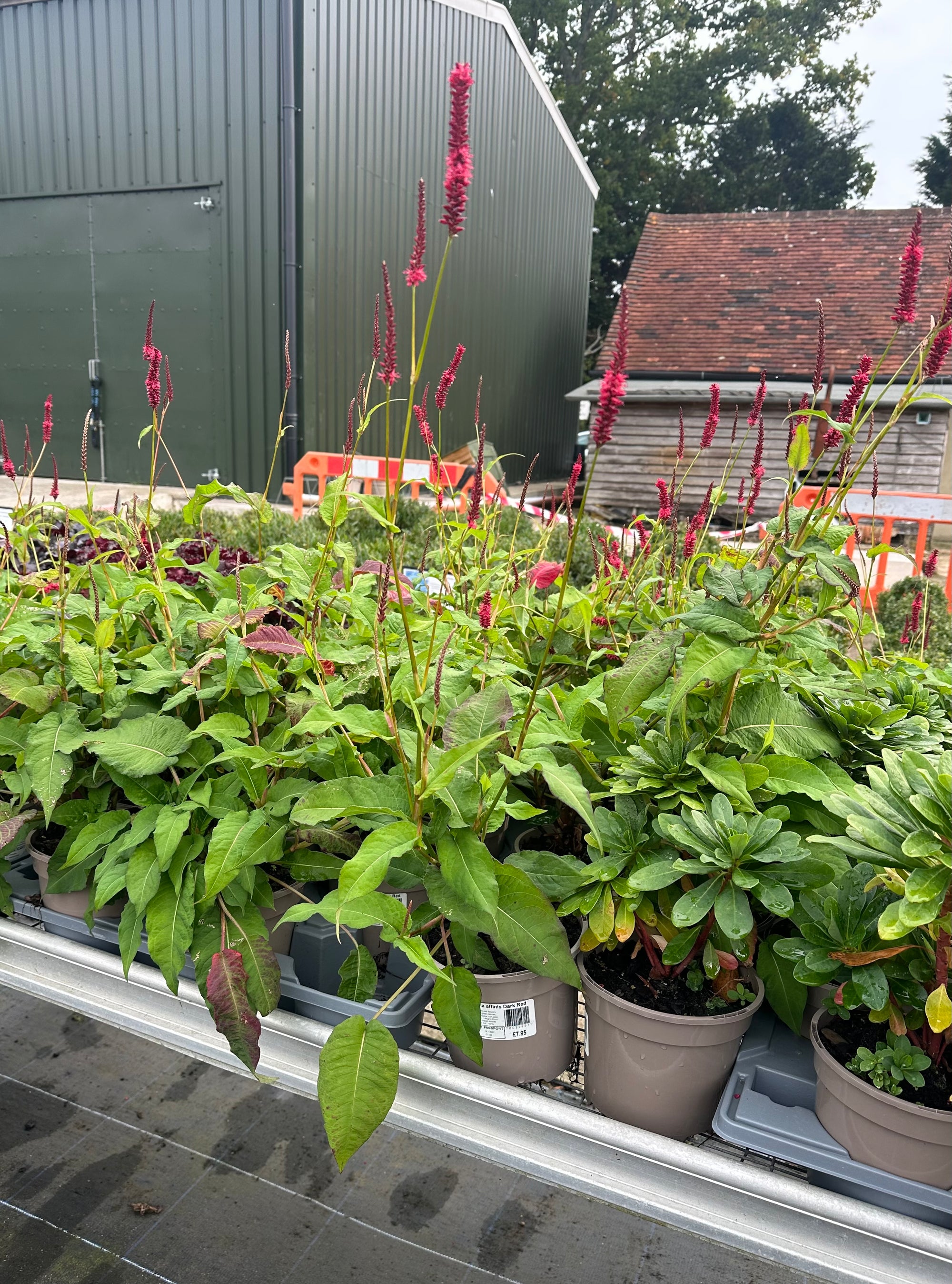 Persicaria (Bistorta) affinis ‘Dark Red’ - 2 Litre