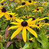 Rudbeckia fulgida ‘Forever Gold’ - 2 Litre