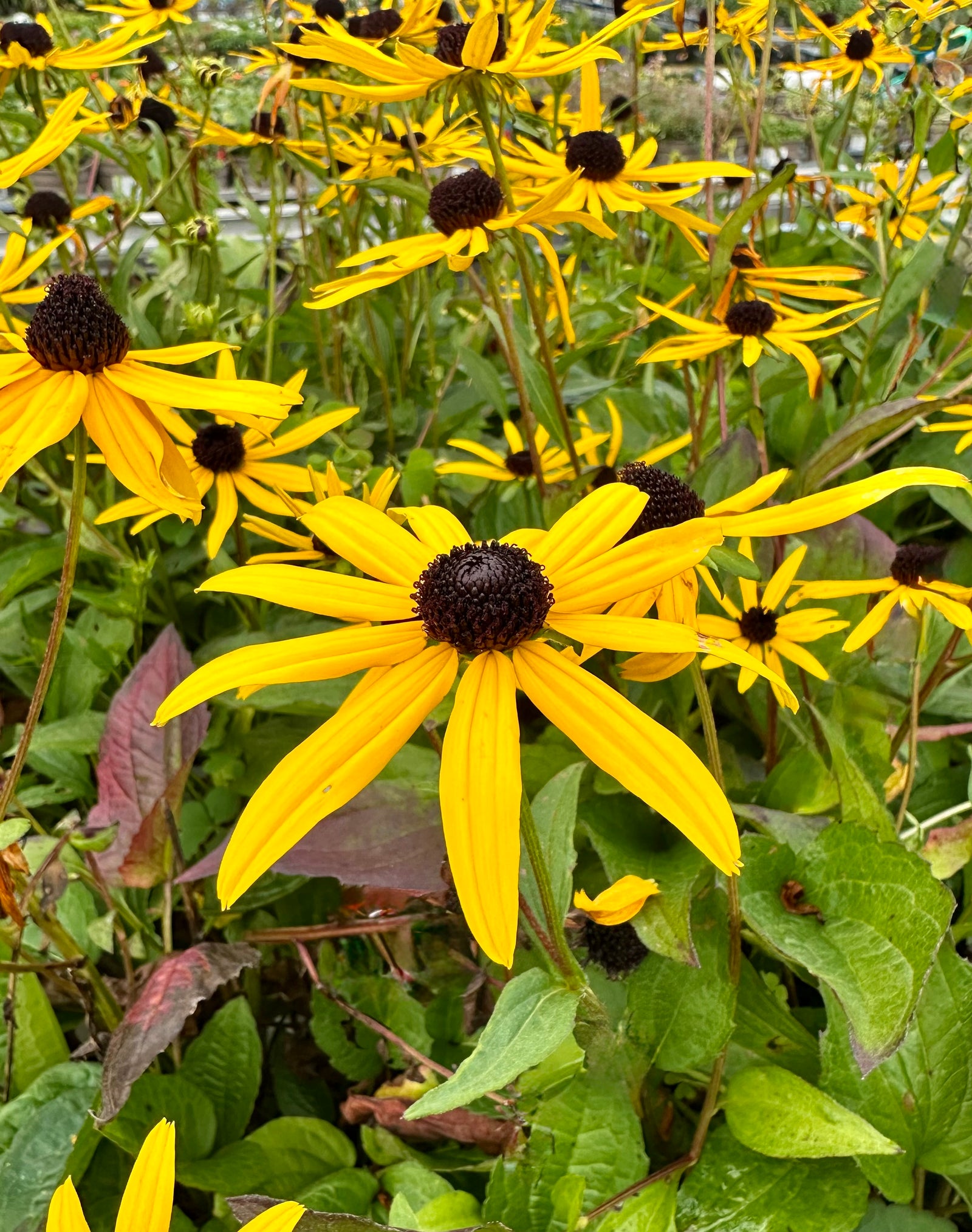 Rudbeckia fulgida ‘Forever Gold’ - 2 Litre