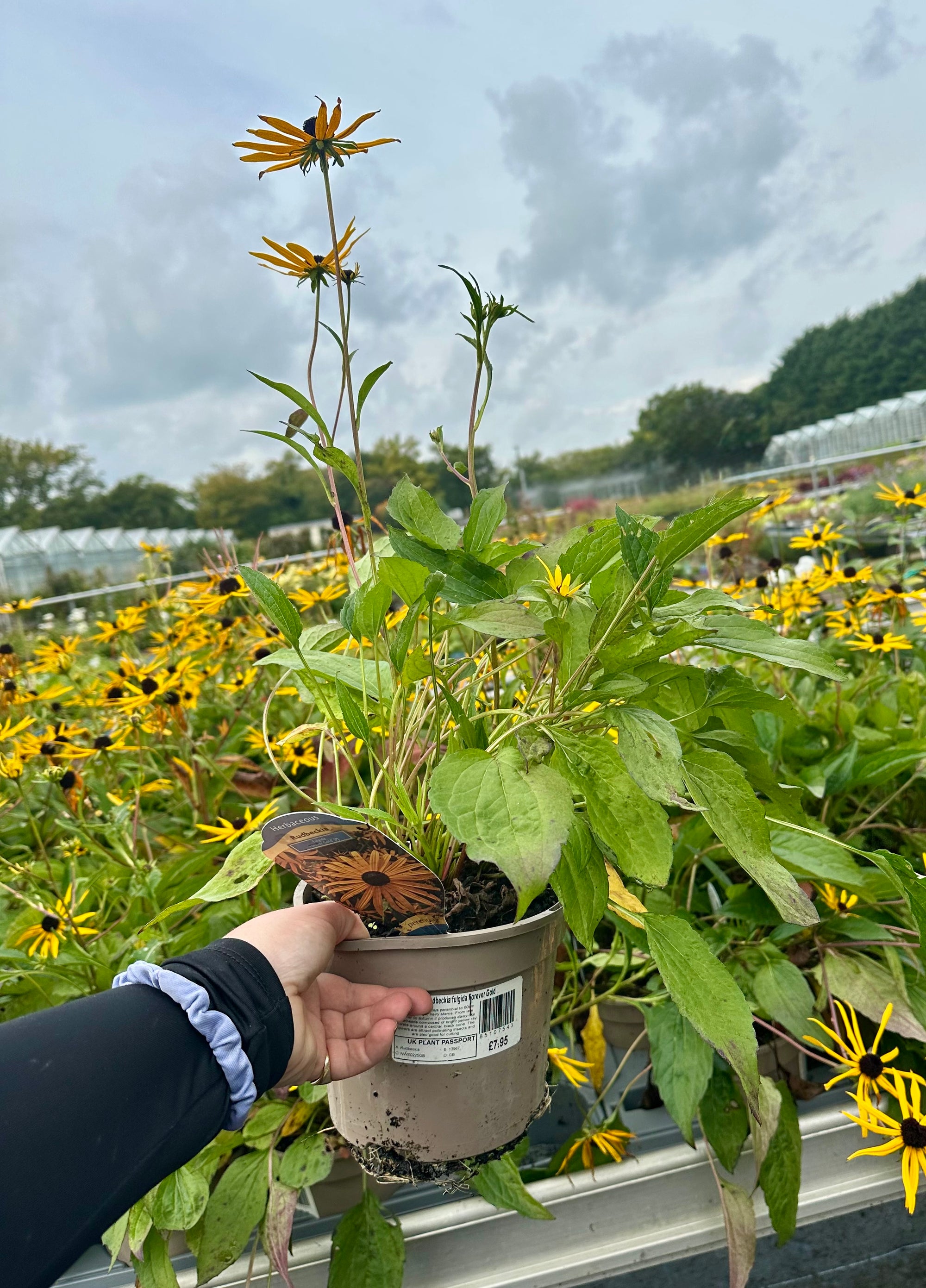 Rudbeckia fulgida ‘Forever Gold’ - 2 Litre