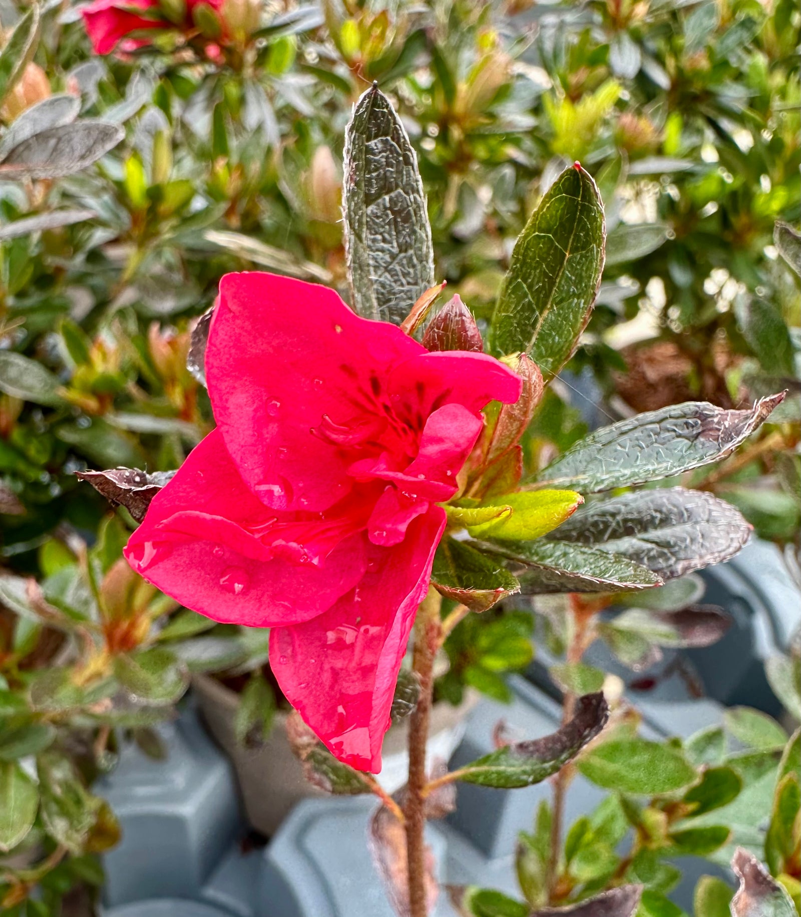 Azalea ‘Encore Autumn Fire’ - 2litre