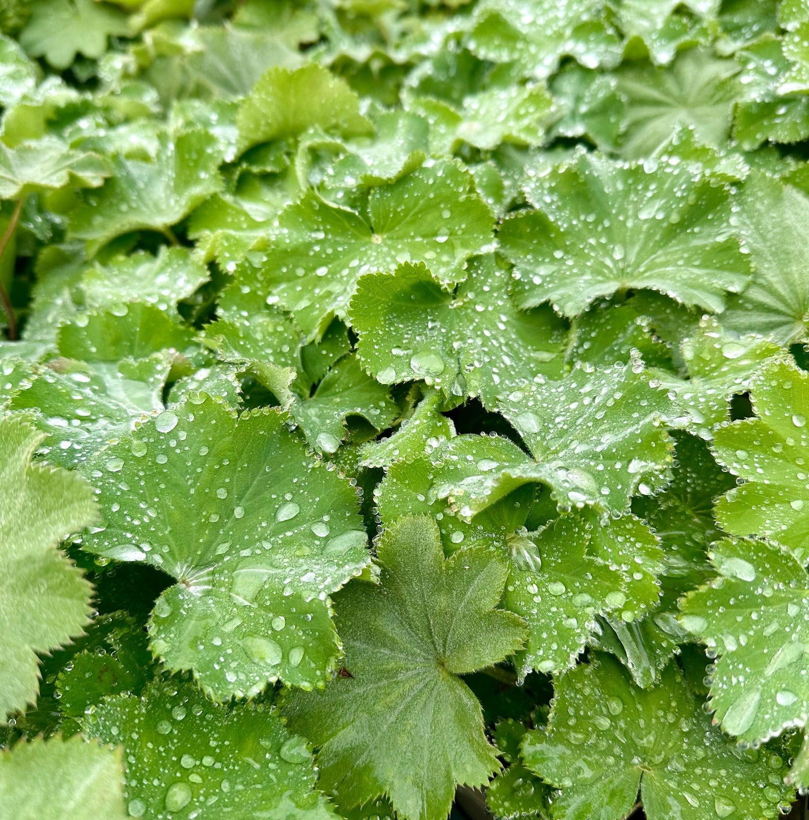 Alchemilla mollis 'Irish Silk’ - 2Litre