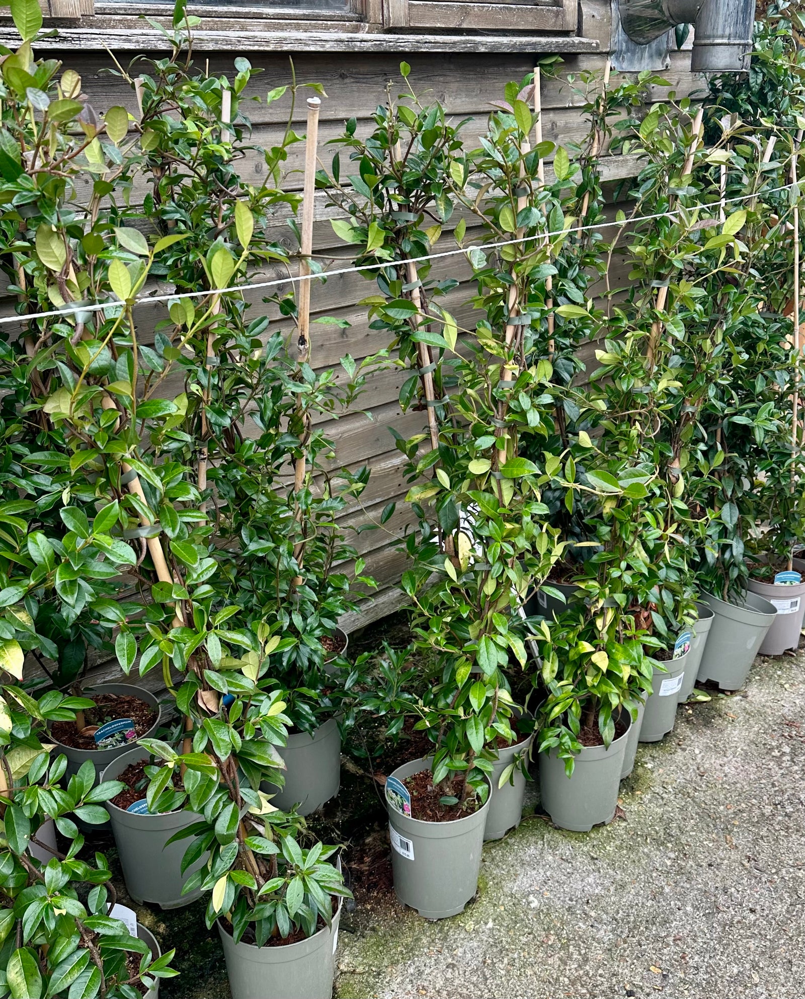 Trachelospermum jasminoides - 4Litre Deep
