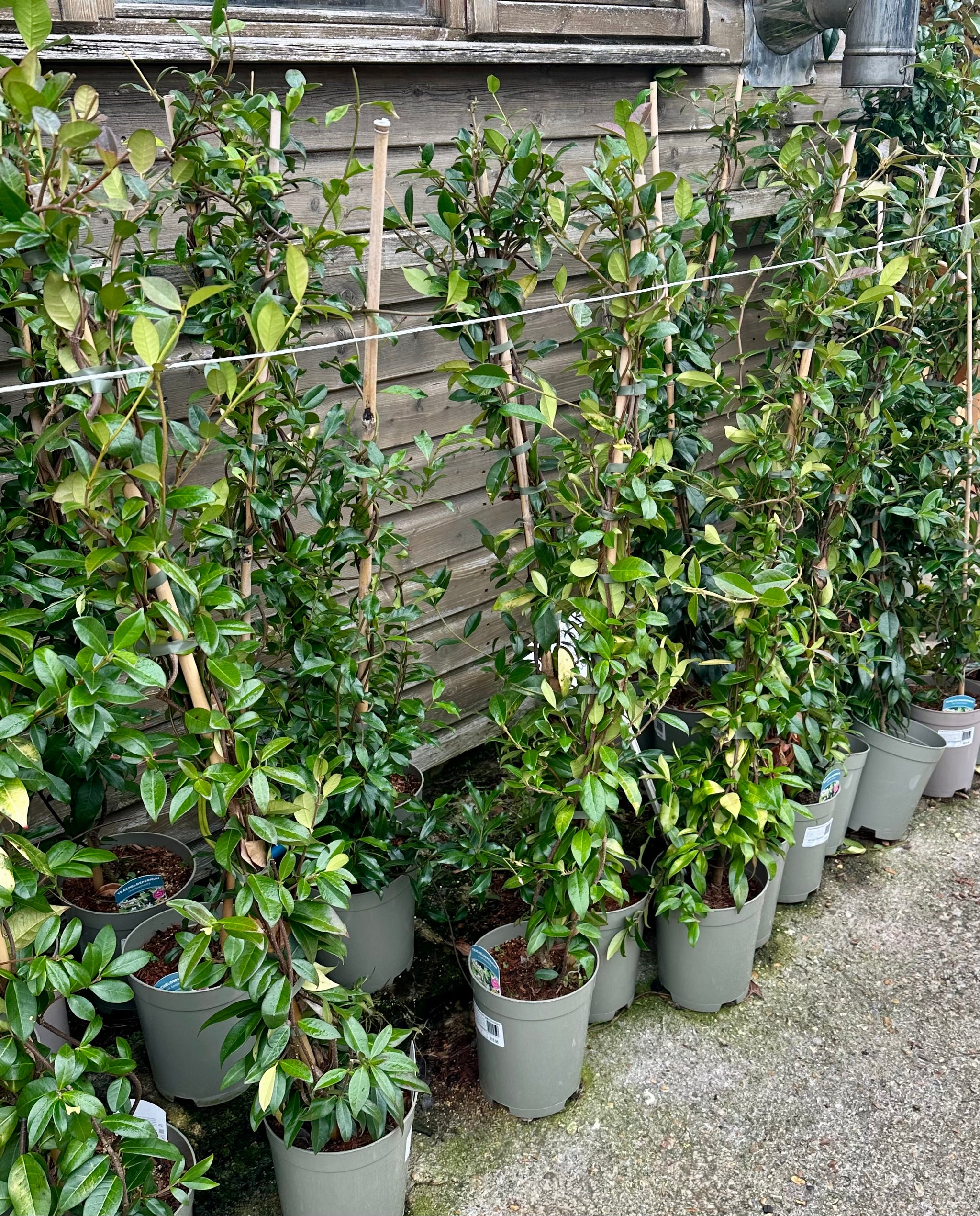 Trachelospermum jasminoides - 4Litre Deep
