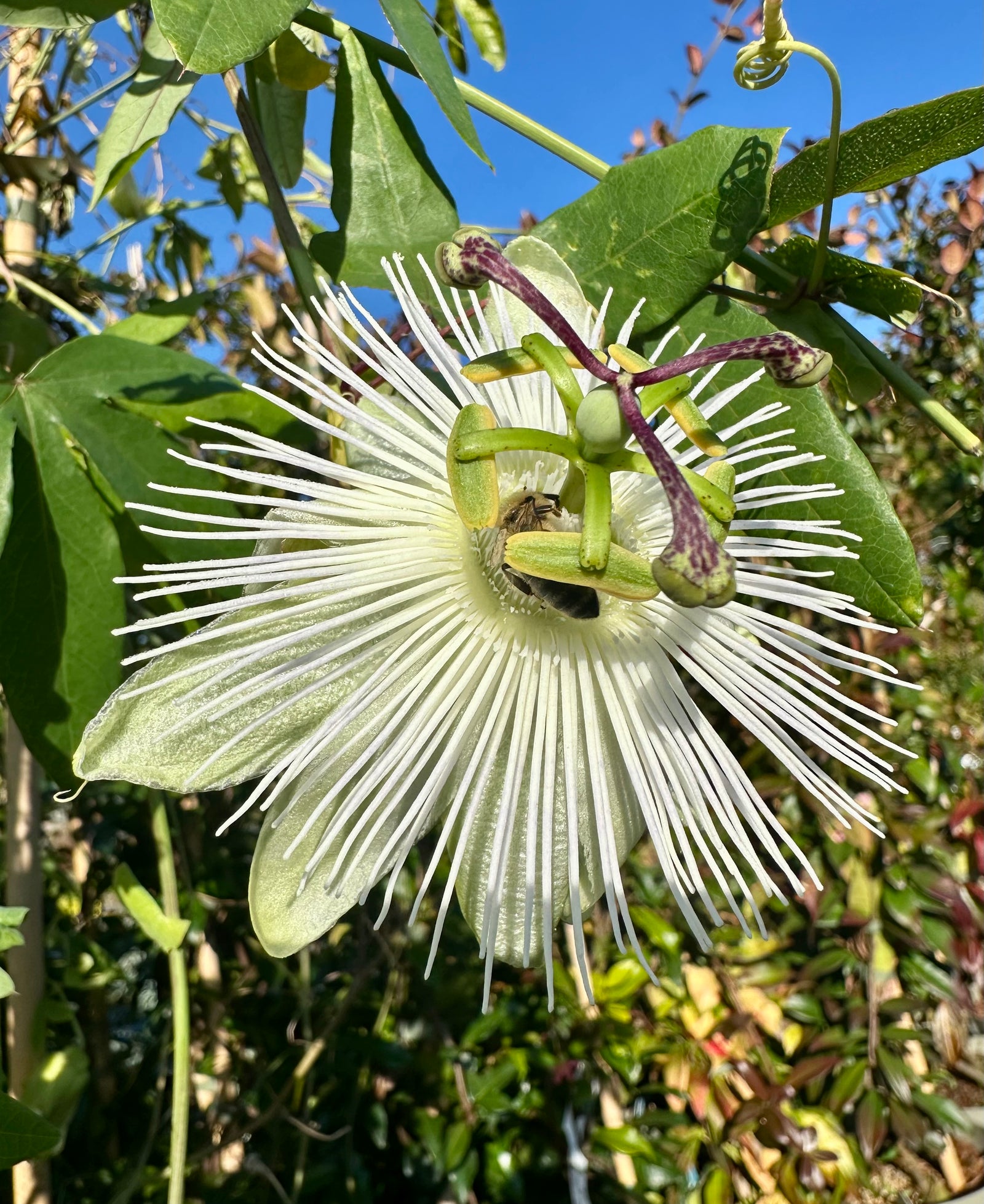 Passiflora ‘Riverside Snow Queen’ - 4Litre Deep