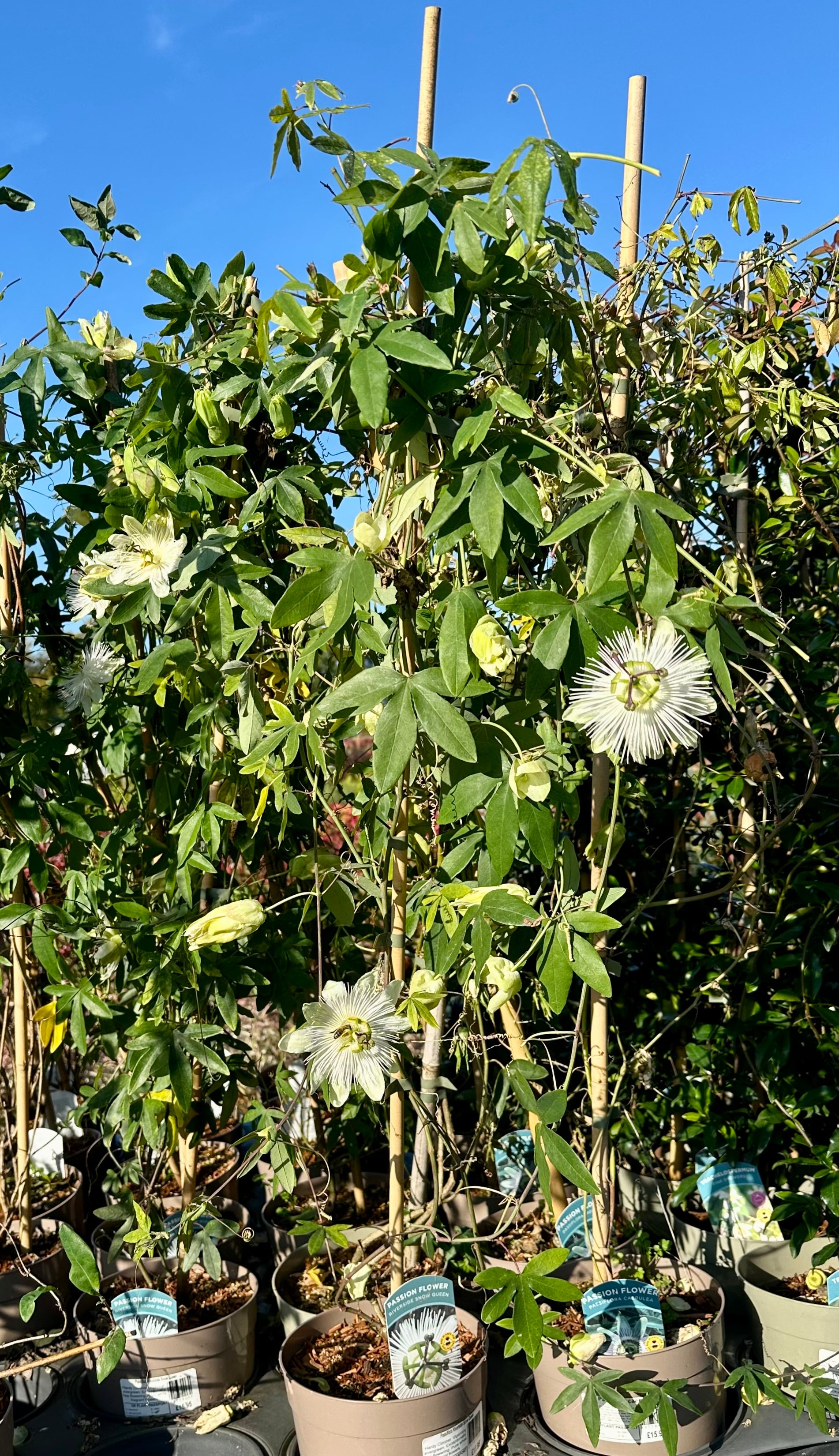 Passiflora ‘Riverside Snow Queen’ - 4Litre Deep