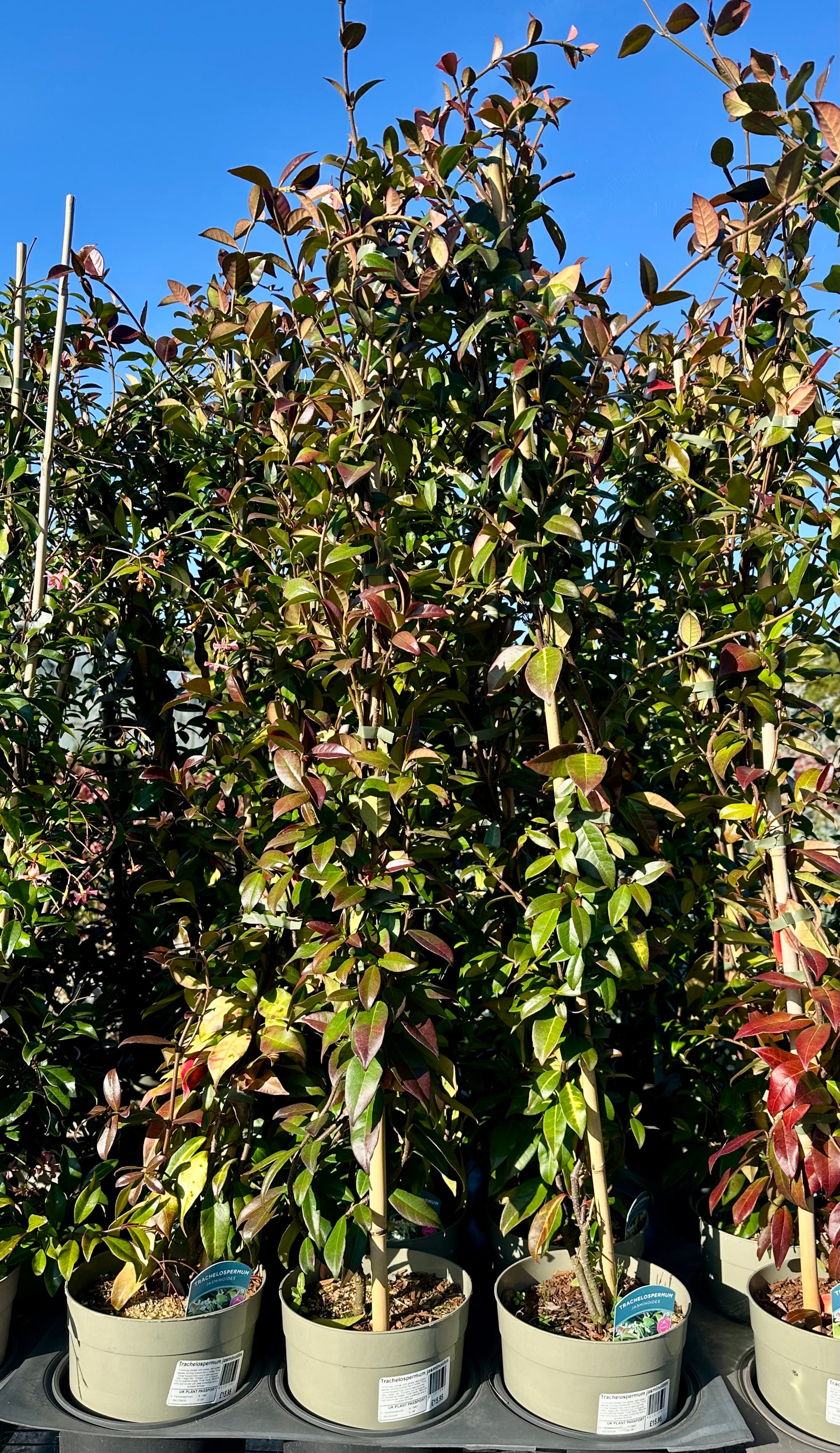 Trachelospermum jasminoides - 4Litre Deep