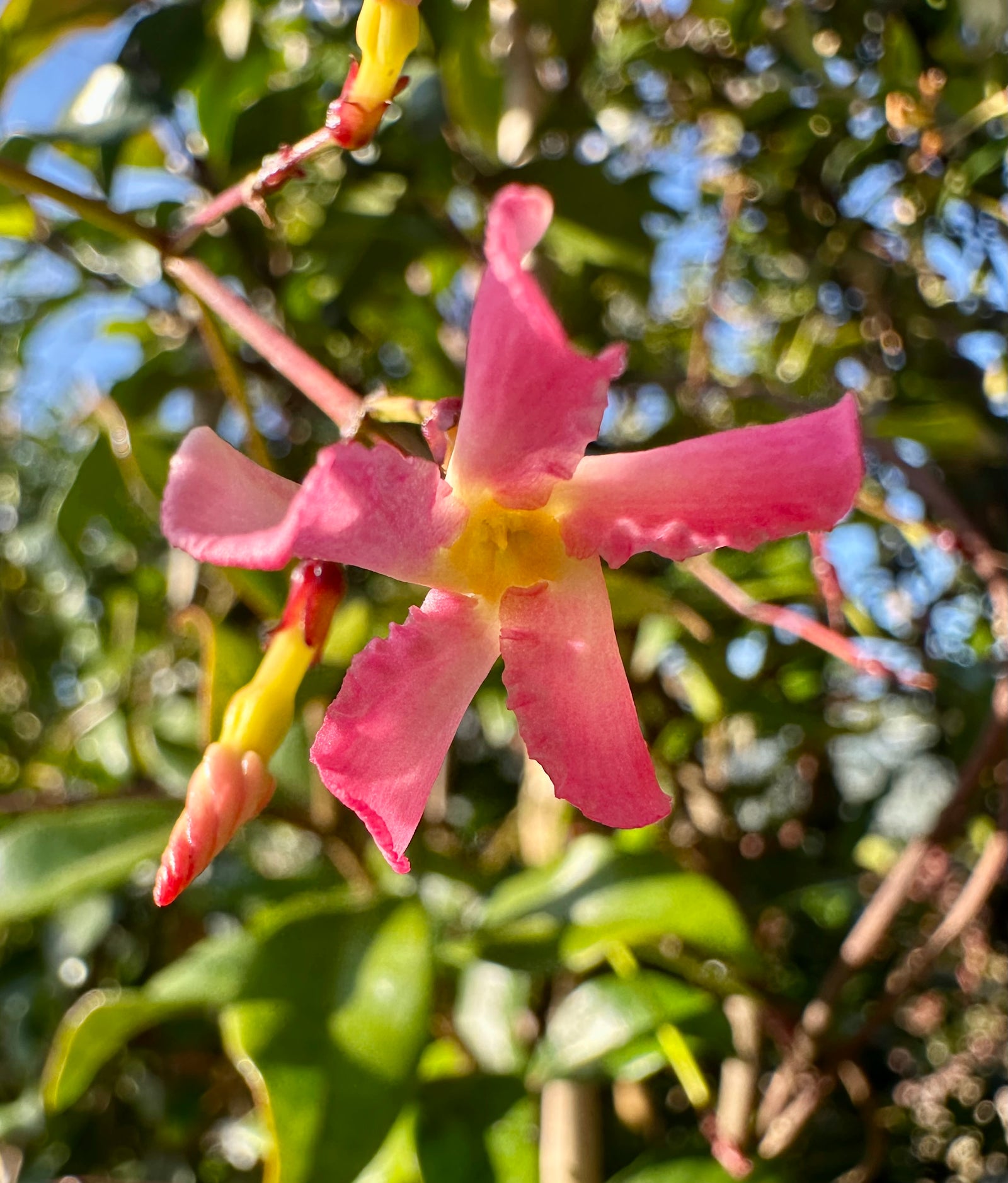 Trachelospermum ‘Pink showers’ - 4Litre Deep