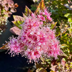 Spirea japonica ‘Little Princess’ - 7.5Litre