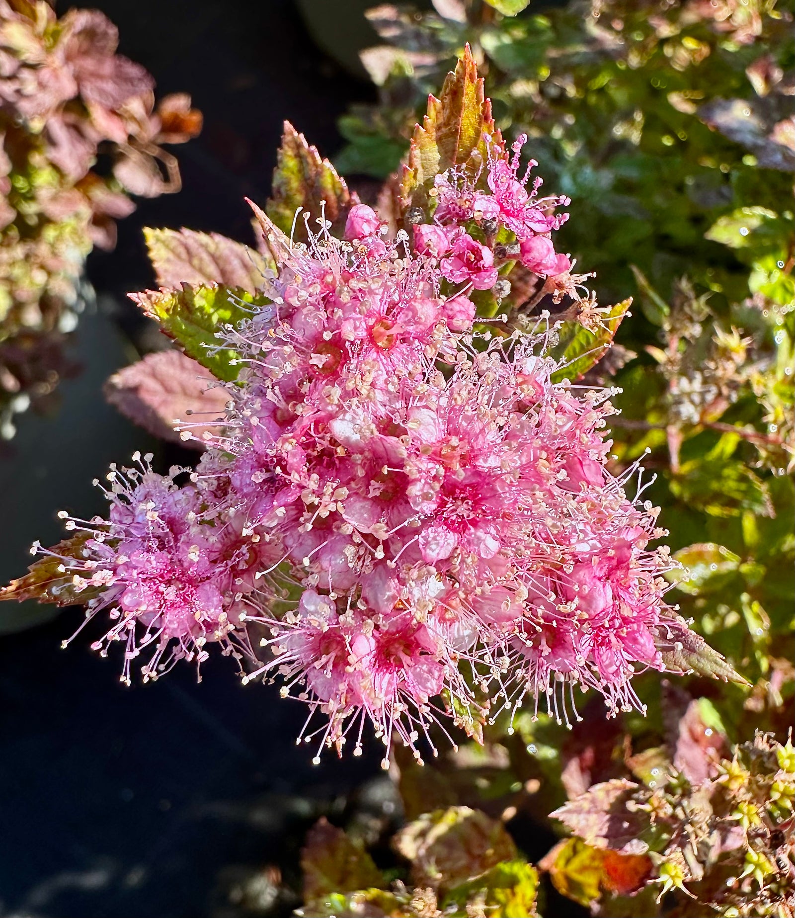Spirea japonica ‘Little Princess’ - 7.5Litre