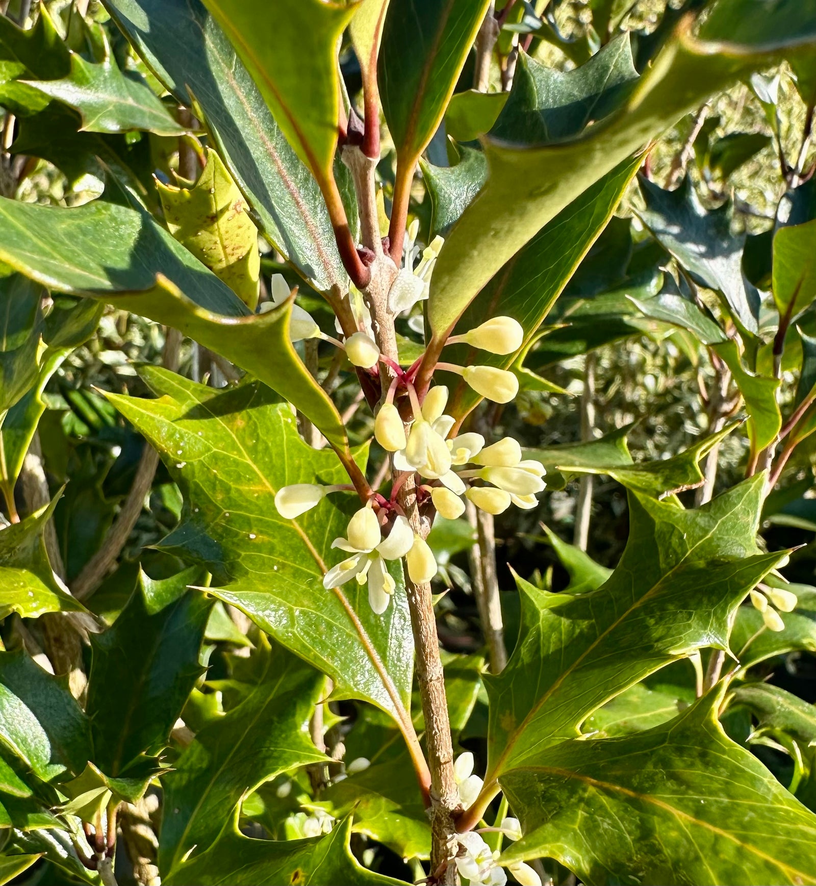 Osmanthus heterophyllus ‘Purpureus’ - 5Litre