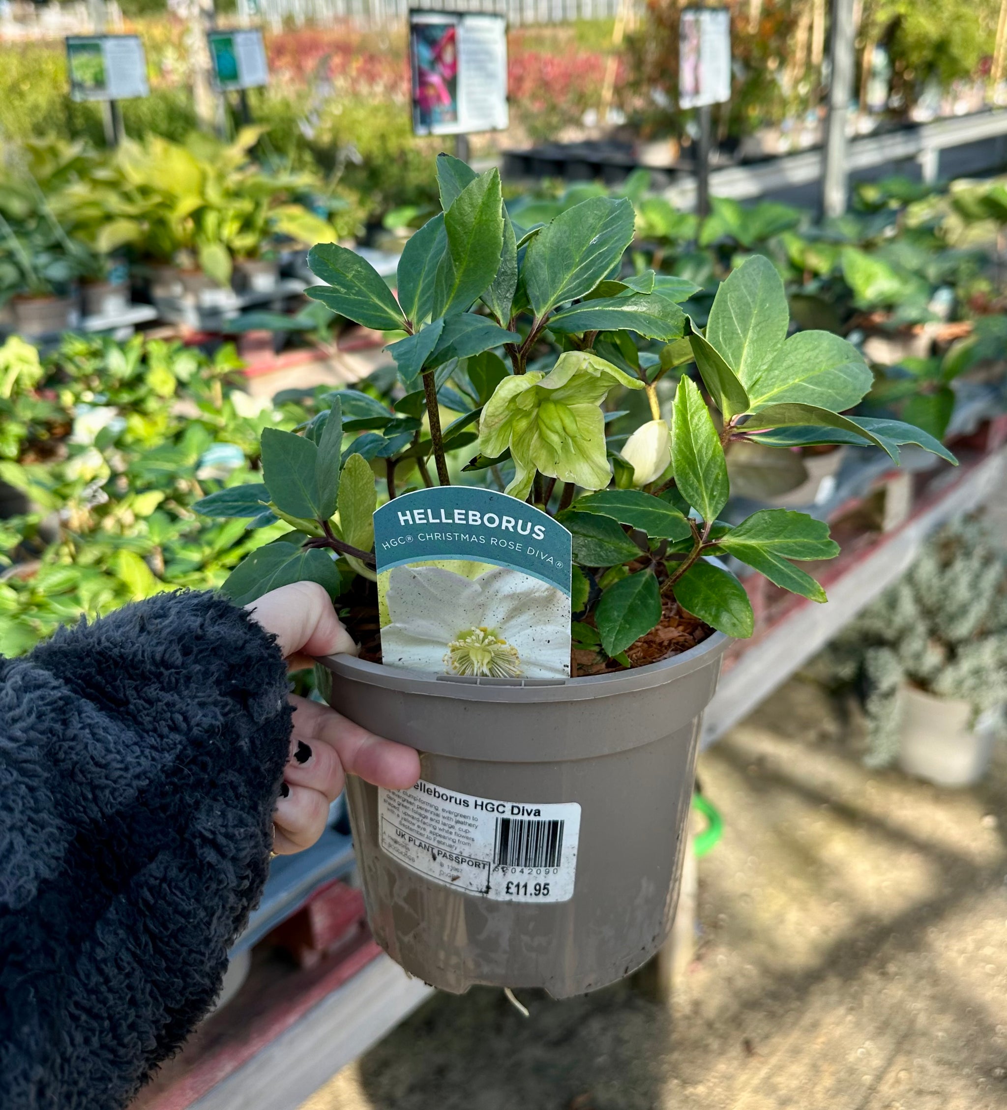 Helleborus niger ‘HGC Diva’ - 2litre
