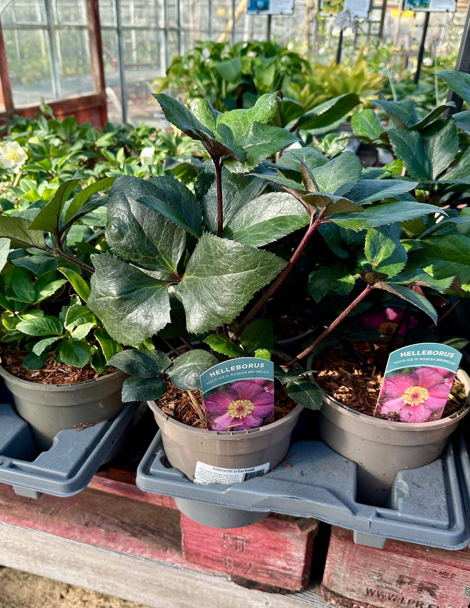 Hellebore ‘HGC Ice Rose Brunello’ - 2litre