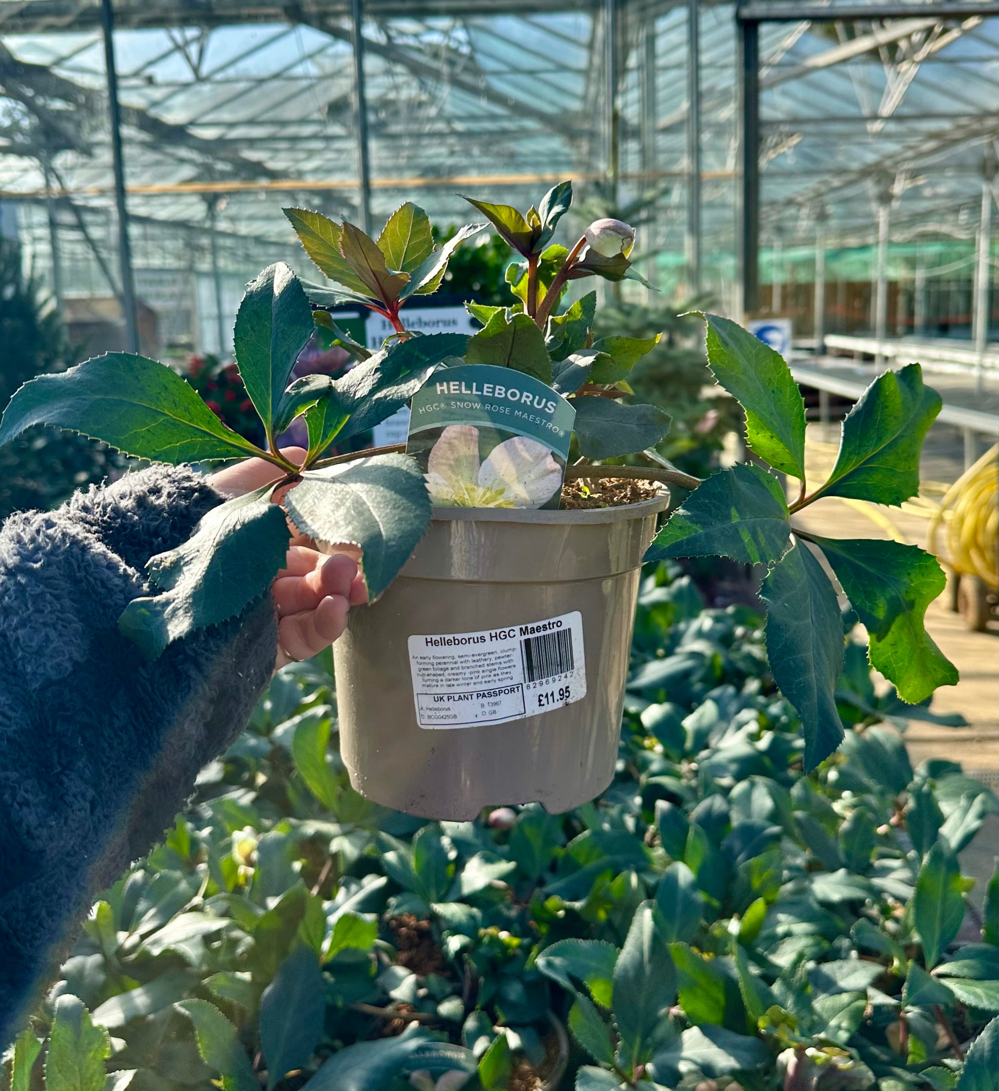 Hellebore ‘HGC Maestro’ - 2litre - BCG25