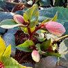 Hellebore ‘HGC Maestro’ - 2litre - BCG25