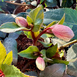 Hellebore ‘HGC Maestro’ - 2litre - BCG25