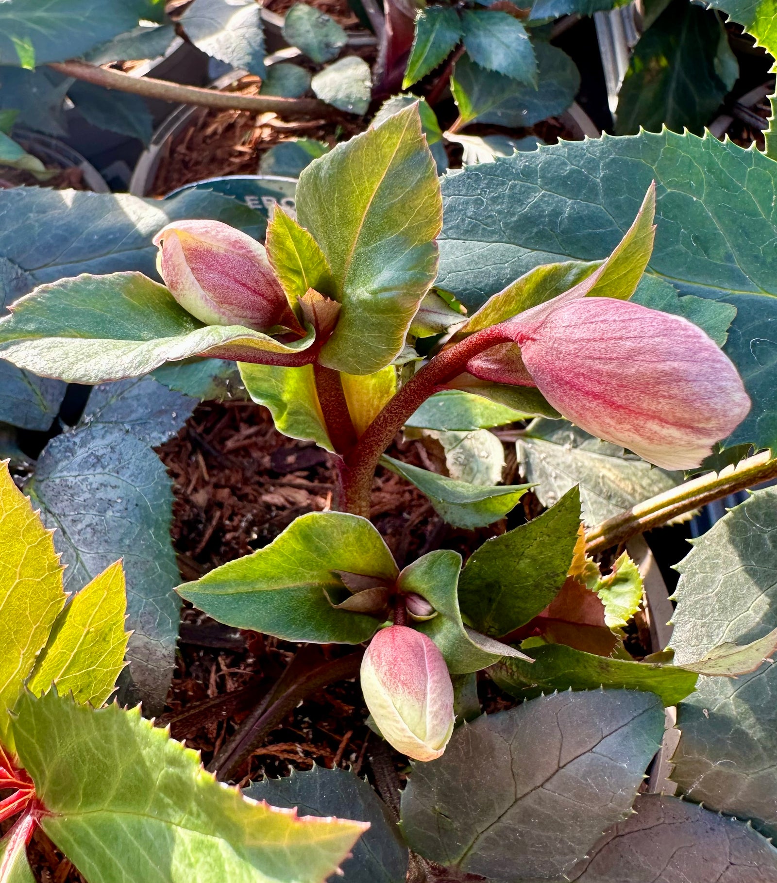 Hellebore ‘HGC Maestro’ - 2litre - BCG25