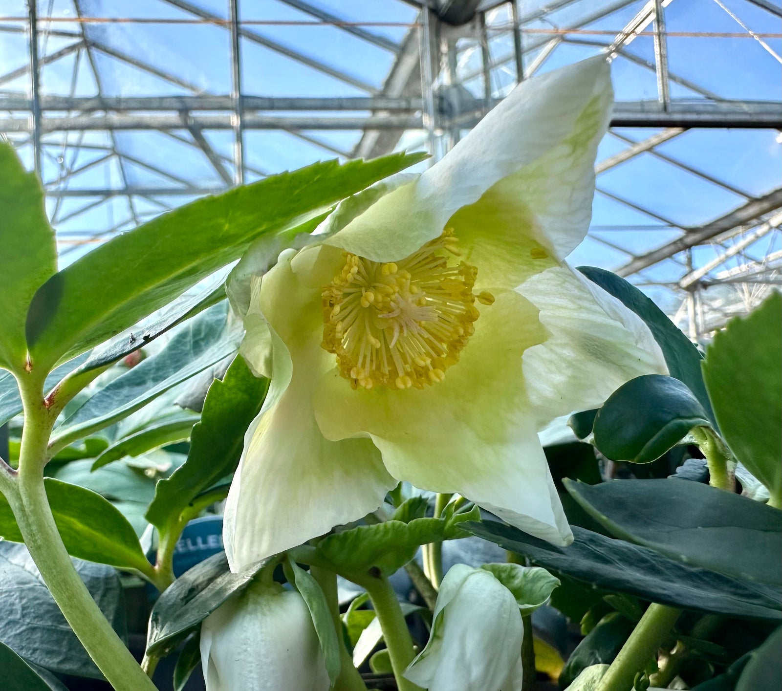 Hellebore ‘HGC Jesko’ - 2litre