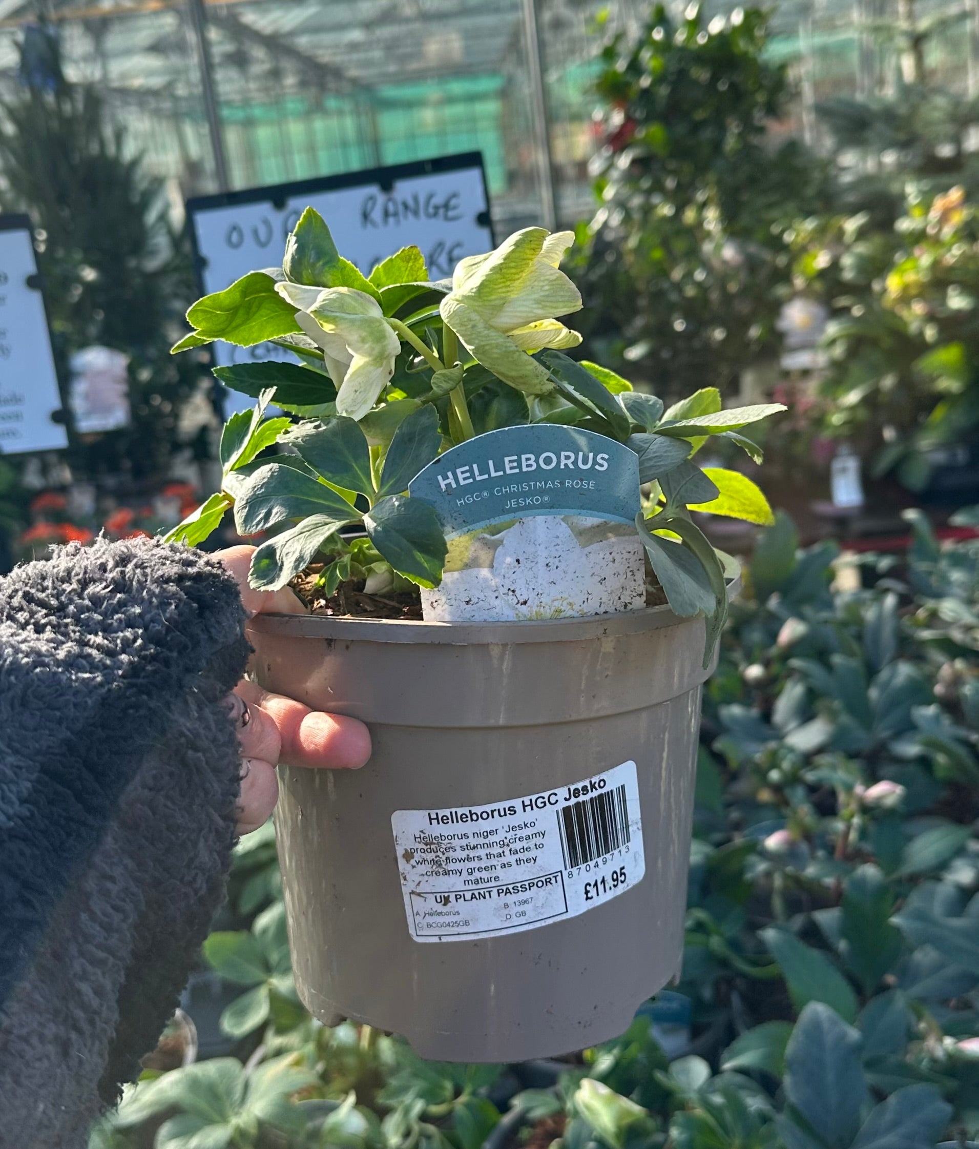 Hellebore ‘HGC Jesko’ - 2litre