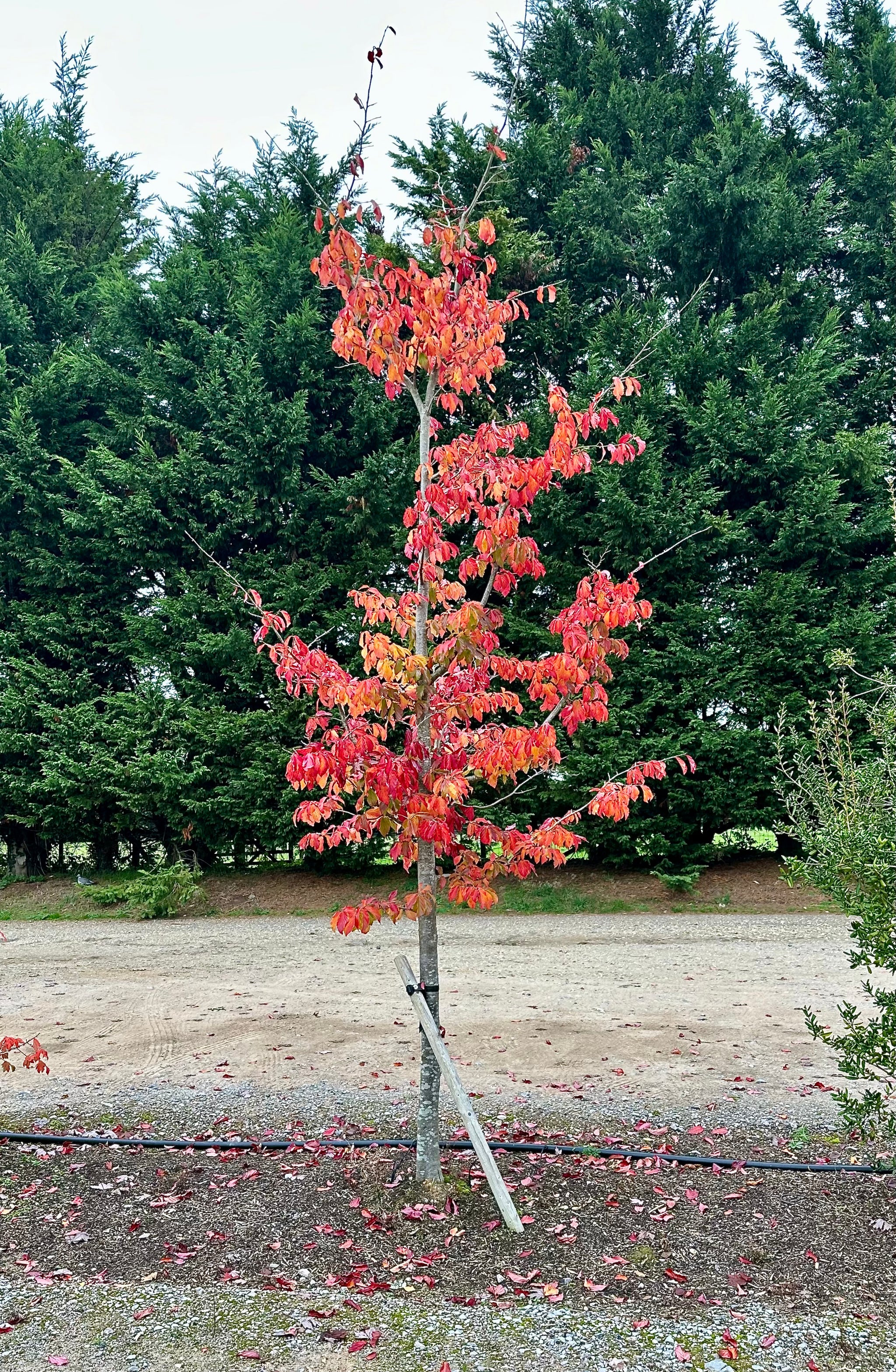 Parrotia perspicacia ‘Bella’ - 5Litre