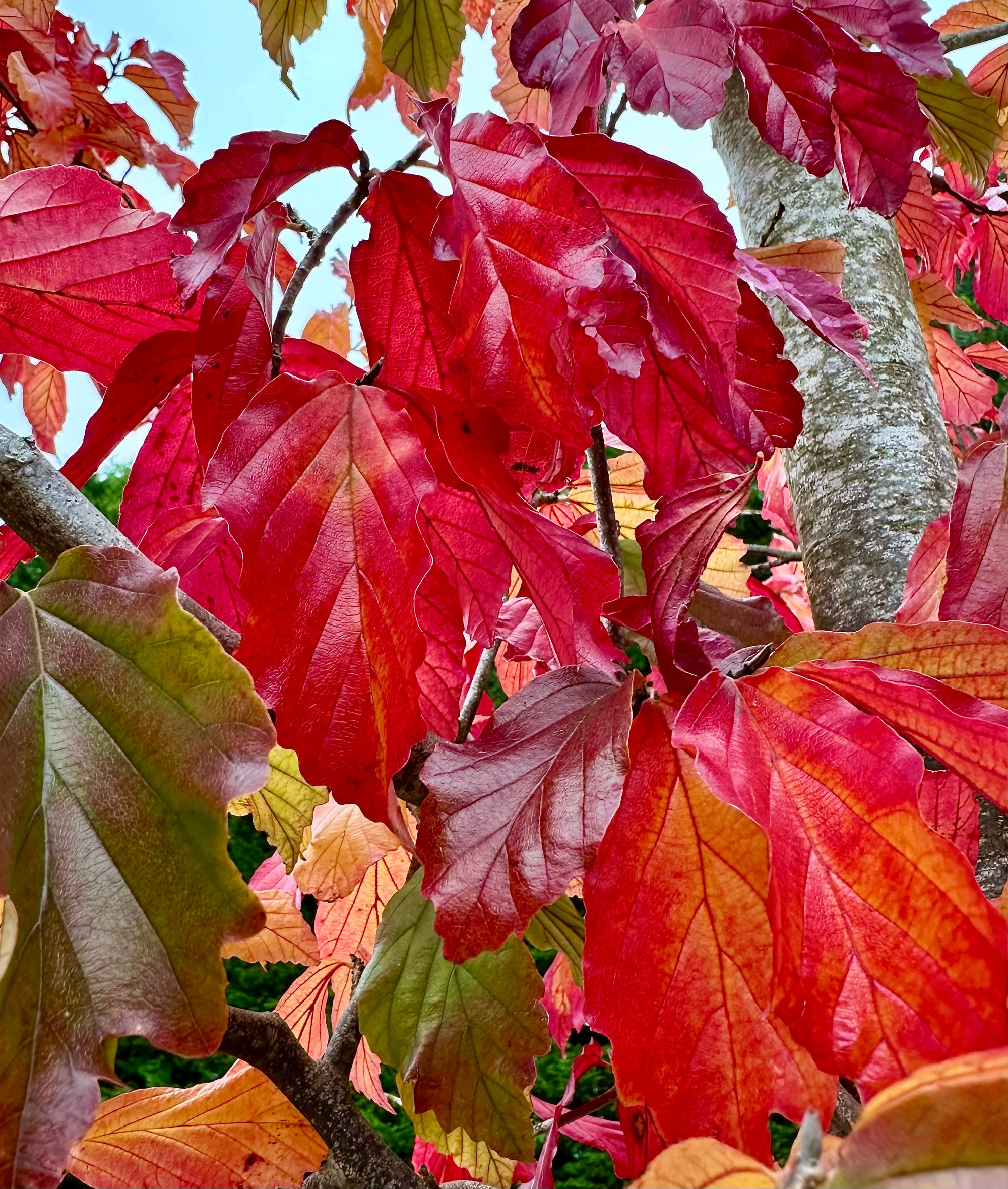 Parrotia perspicacia ‘Bella’ - 5Litre