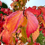 Parrotia perspicacia ‘Bella’ - 5Litre