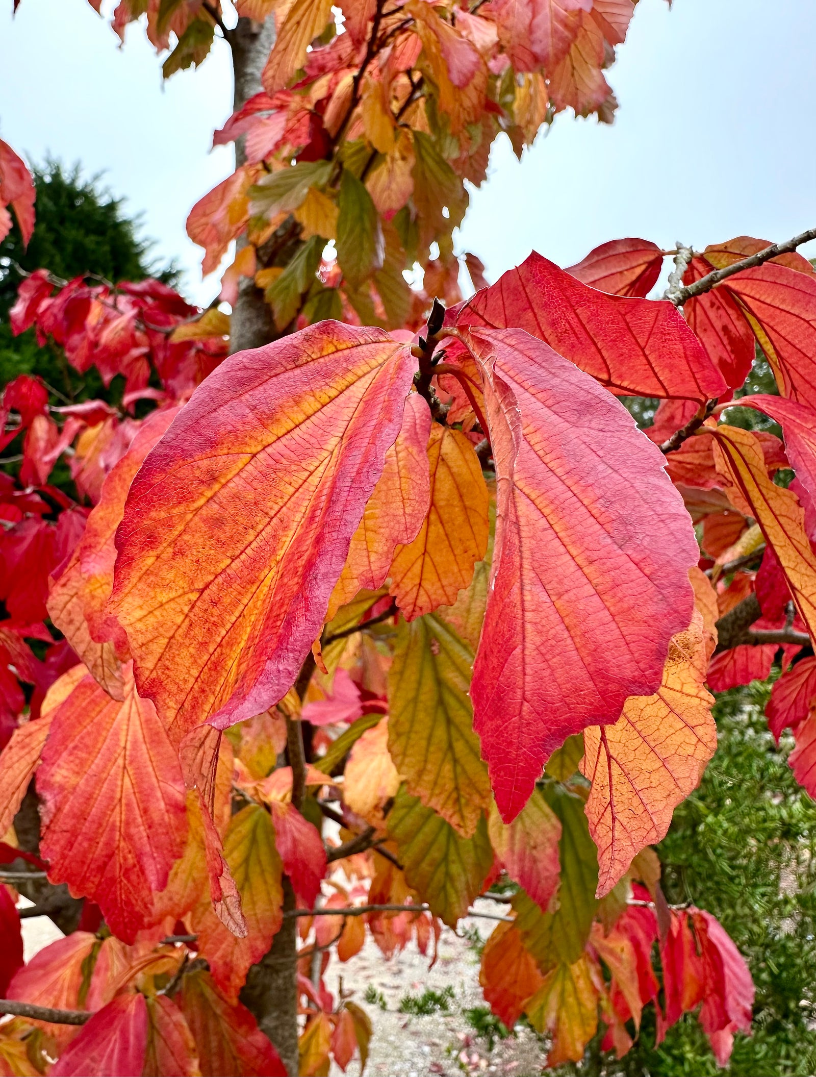 Parrotia perspicacia ‘Bella’ - 5Litre