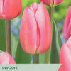 Tulip ‘Involve’
