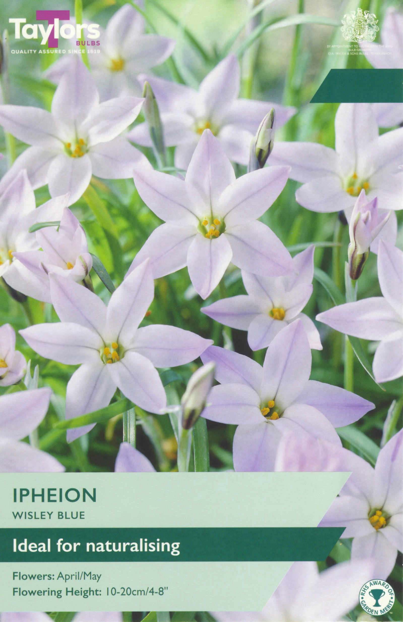 Ipheion ‘Wisley Blue’