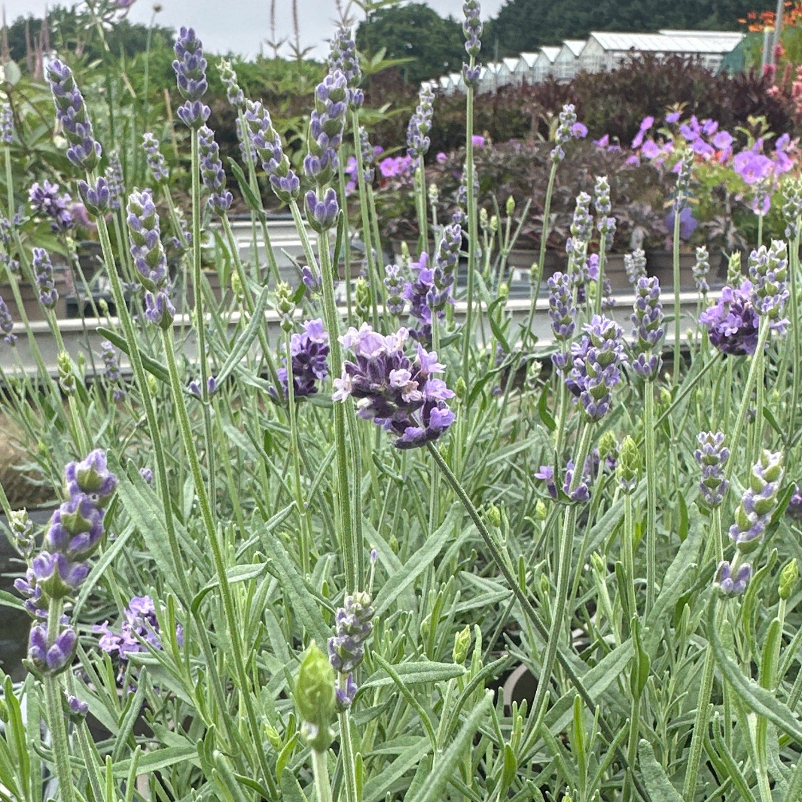 Lavender flowers at Rotherhill Nurseries