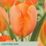Tulip ‘Lighting Sun’