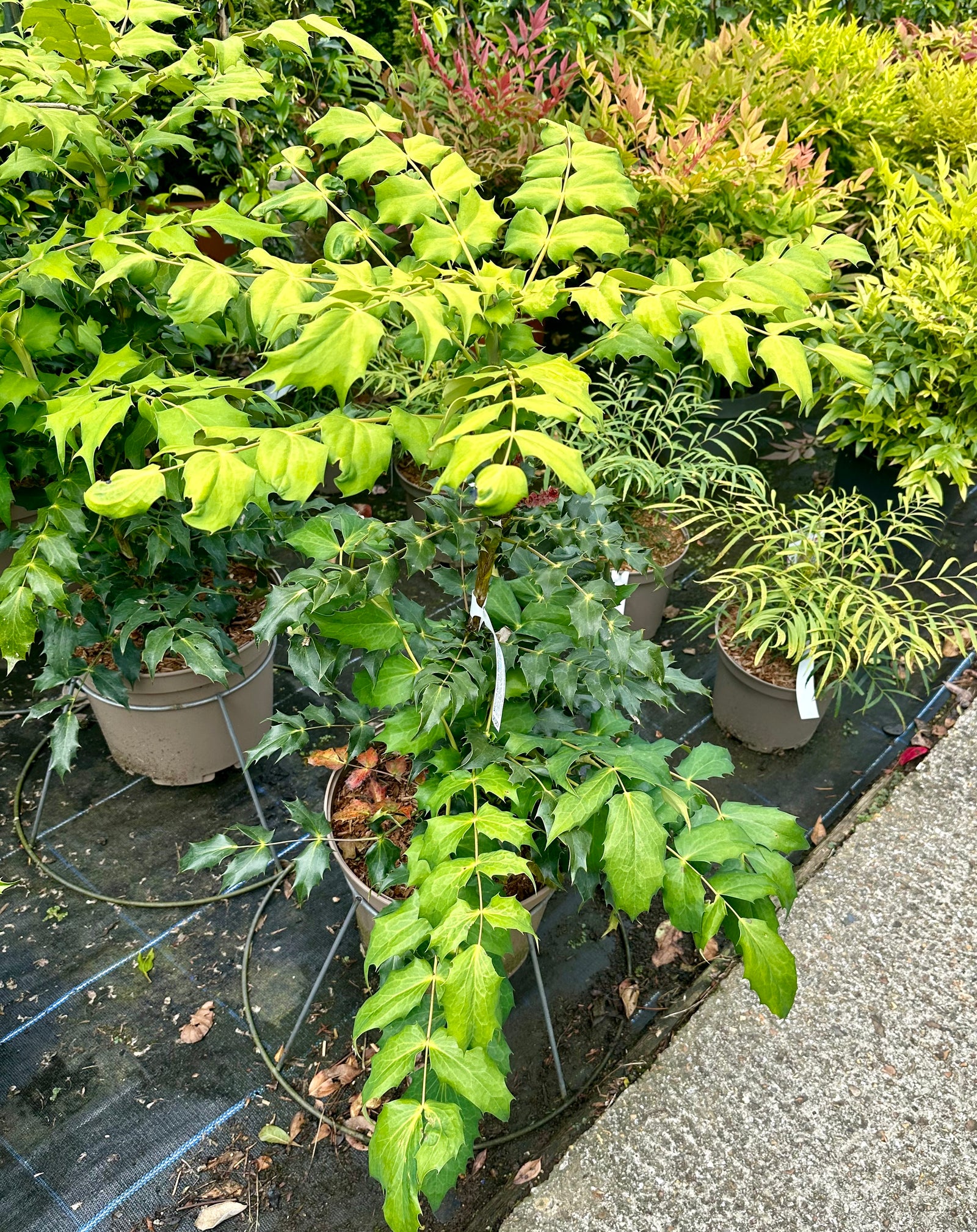 Mahonia japonica Bealei