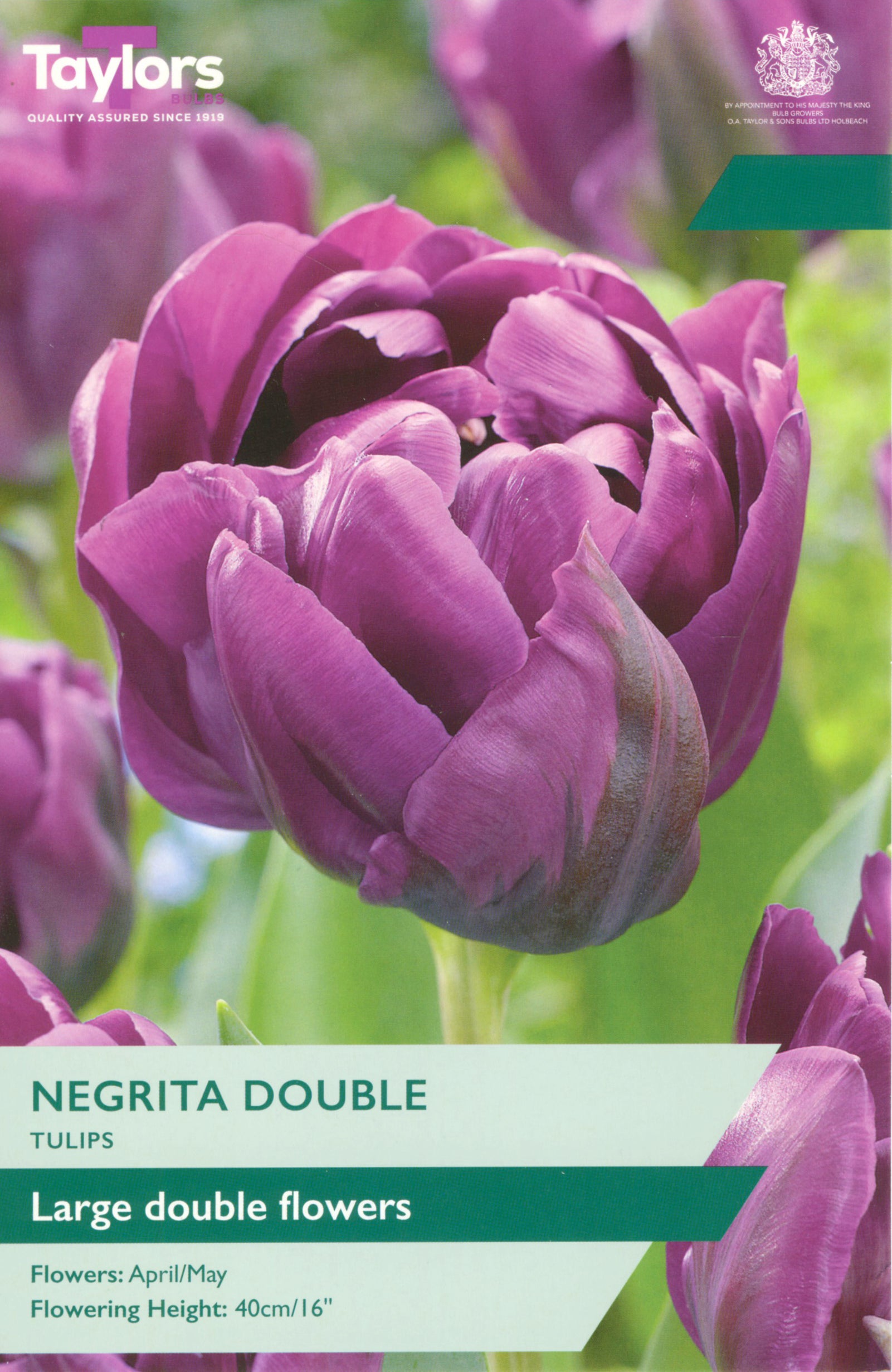 Tulip ‘Negrita Double’